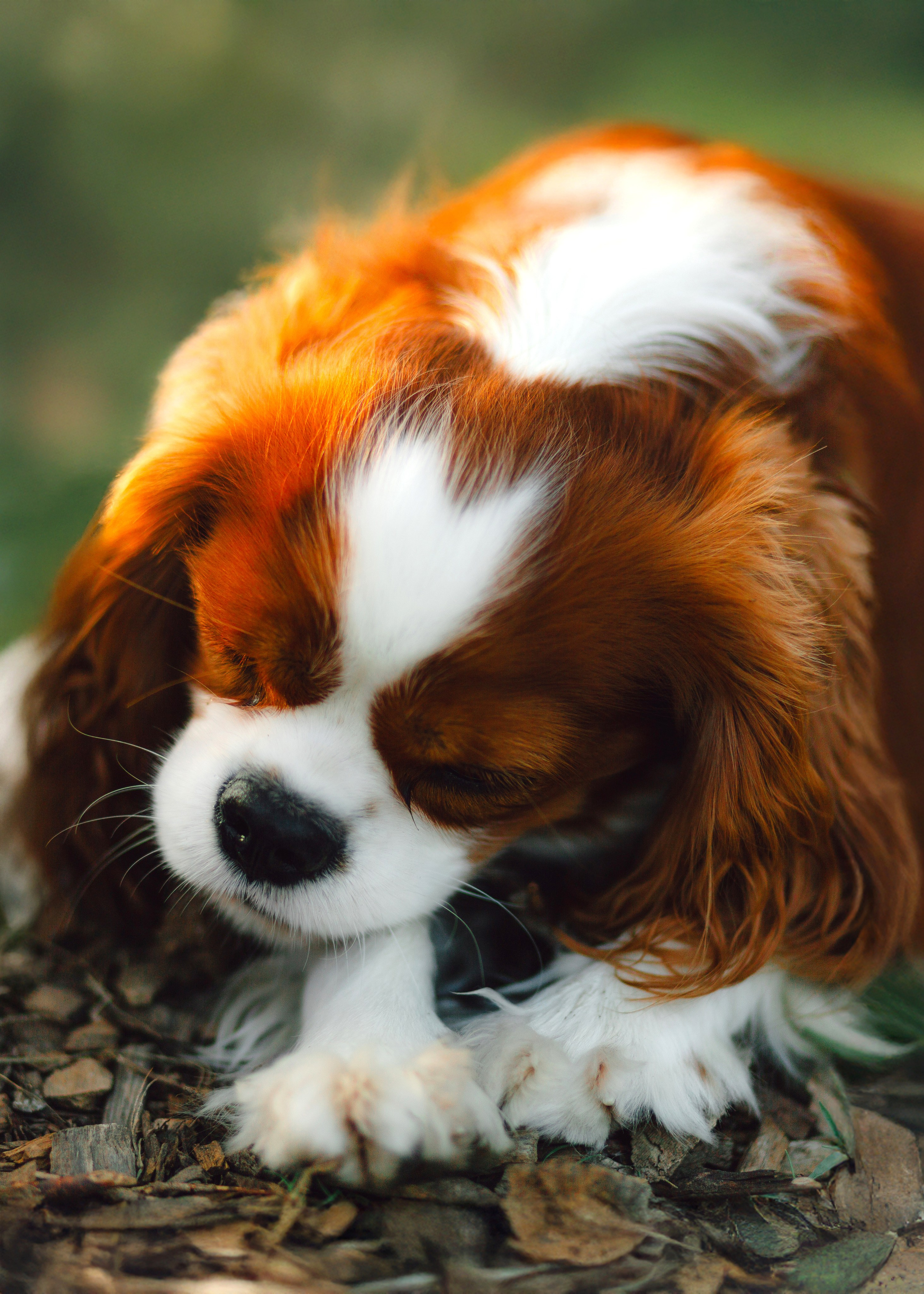 Ksenya & Her Loyal Jam. Barbara Isaeva