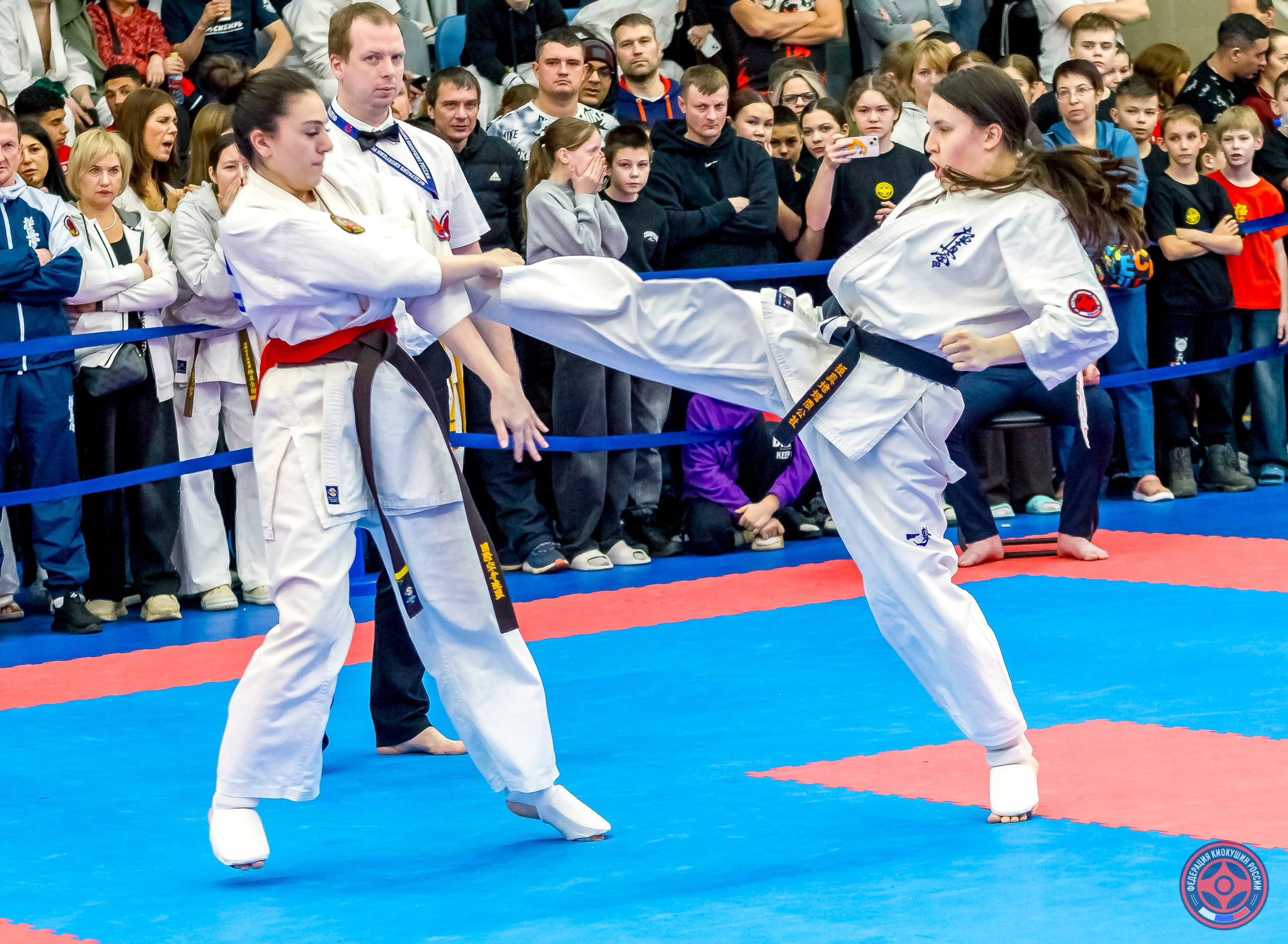 Международный турнир по киокушин «Открытый кубок Seiken». Репортажная съемка в Москве и области. Анималистика