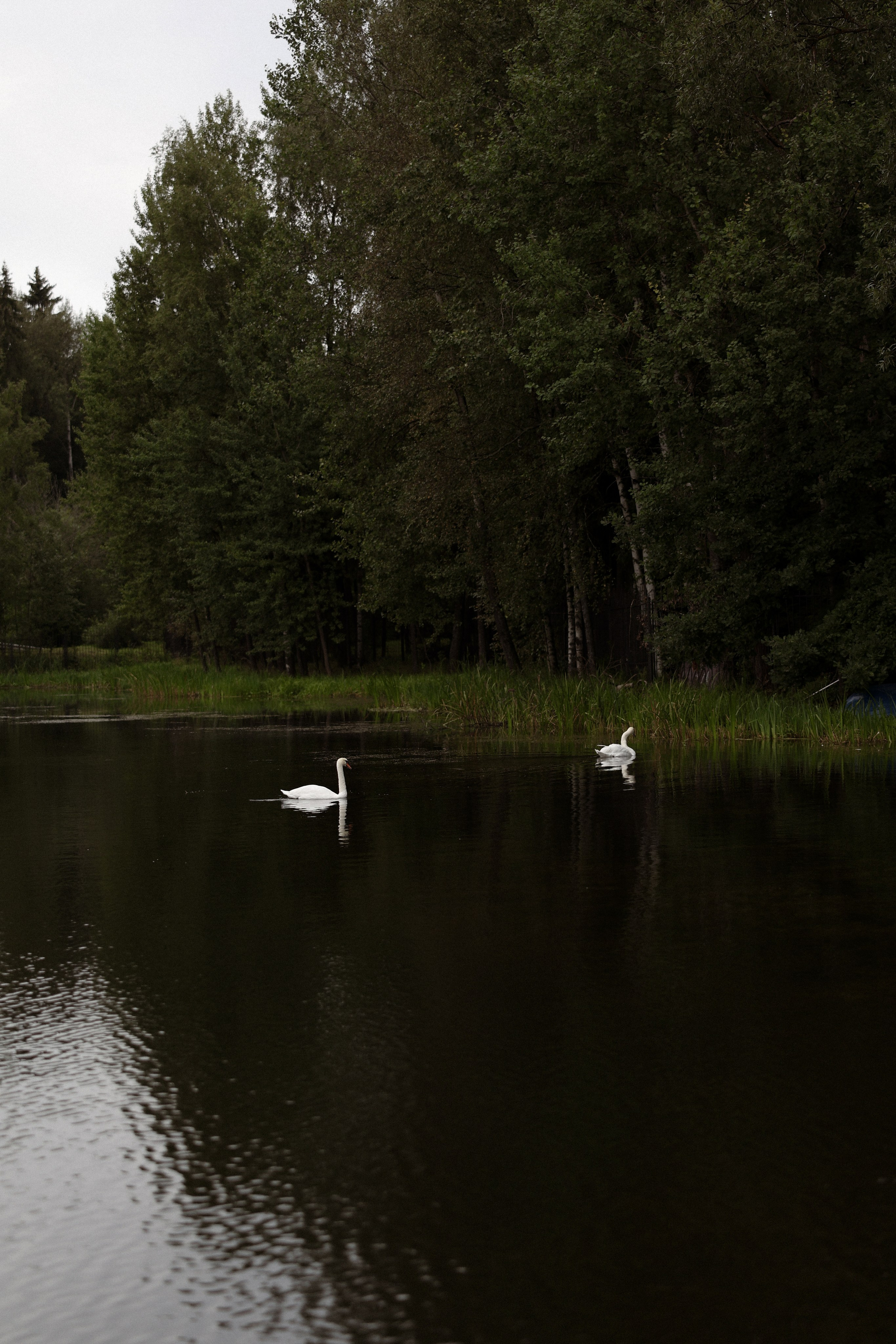 «Магия выставленного света» — Анна и Милан. Свадебный и семейный фотограф в Москве Ломова Ирина