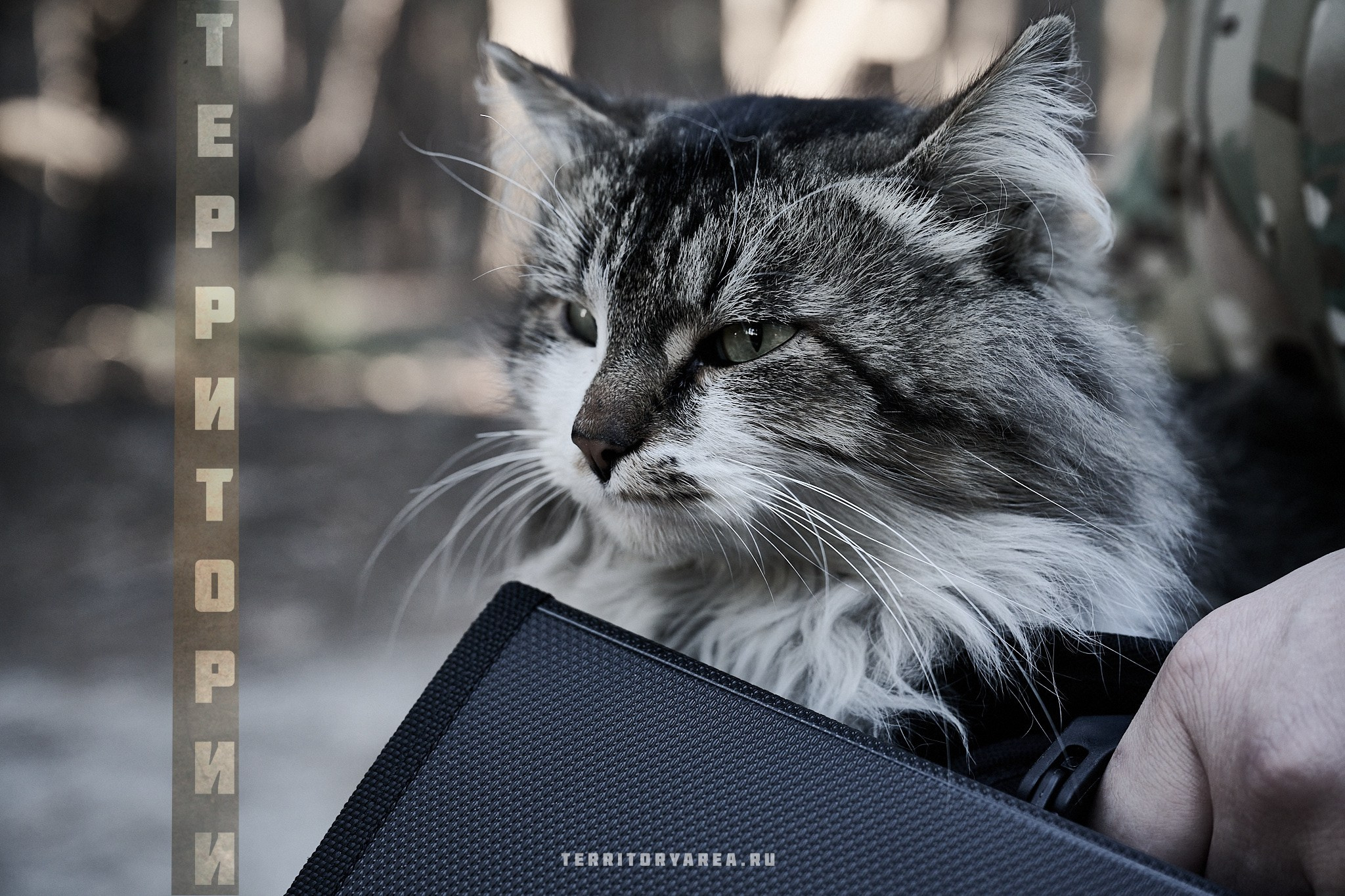 Открытки фотопроекта «Территории». Фотопроект «Территории»