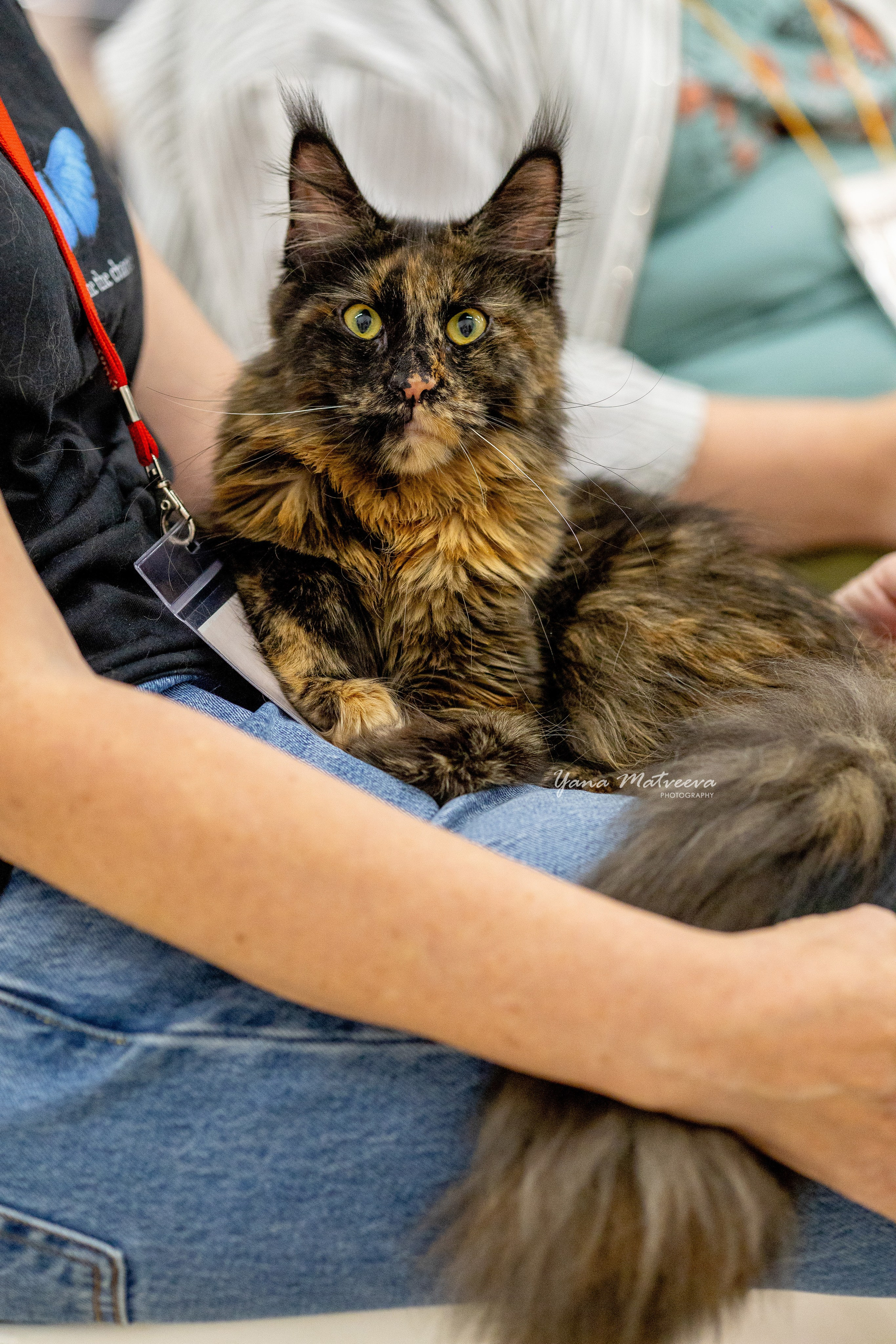 Кошки. Фотограф Яна Матвеева в Ижевске