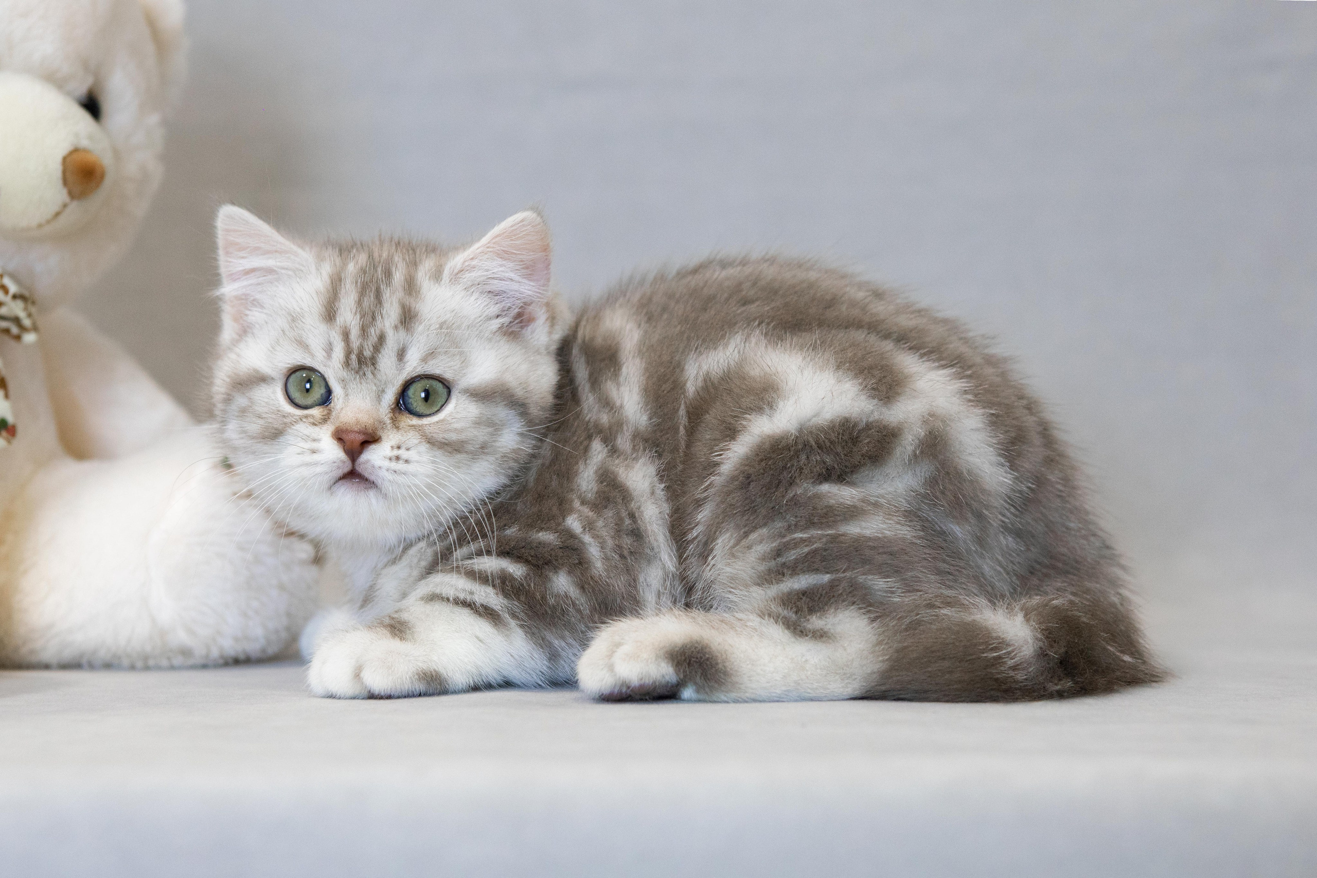 Котята. Фотограф Яна Матвеева в Ижевске