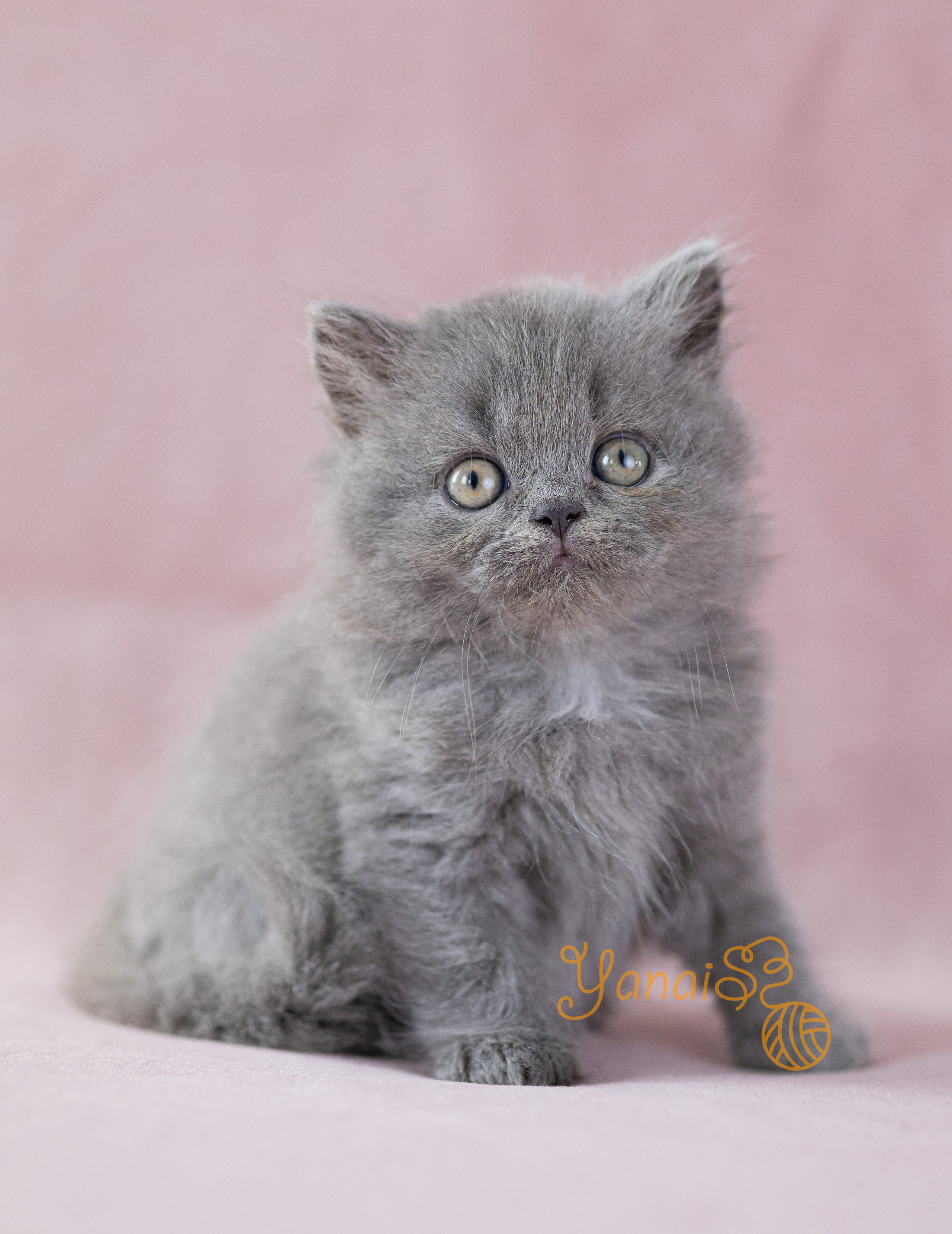 Котята. Фотограф Яна Матвеева в Ижевске