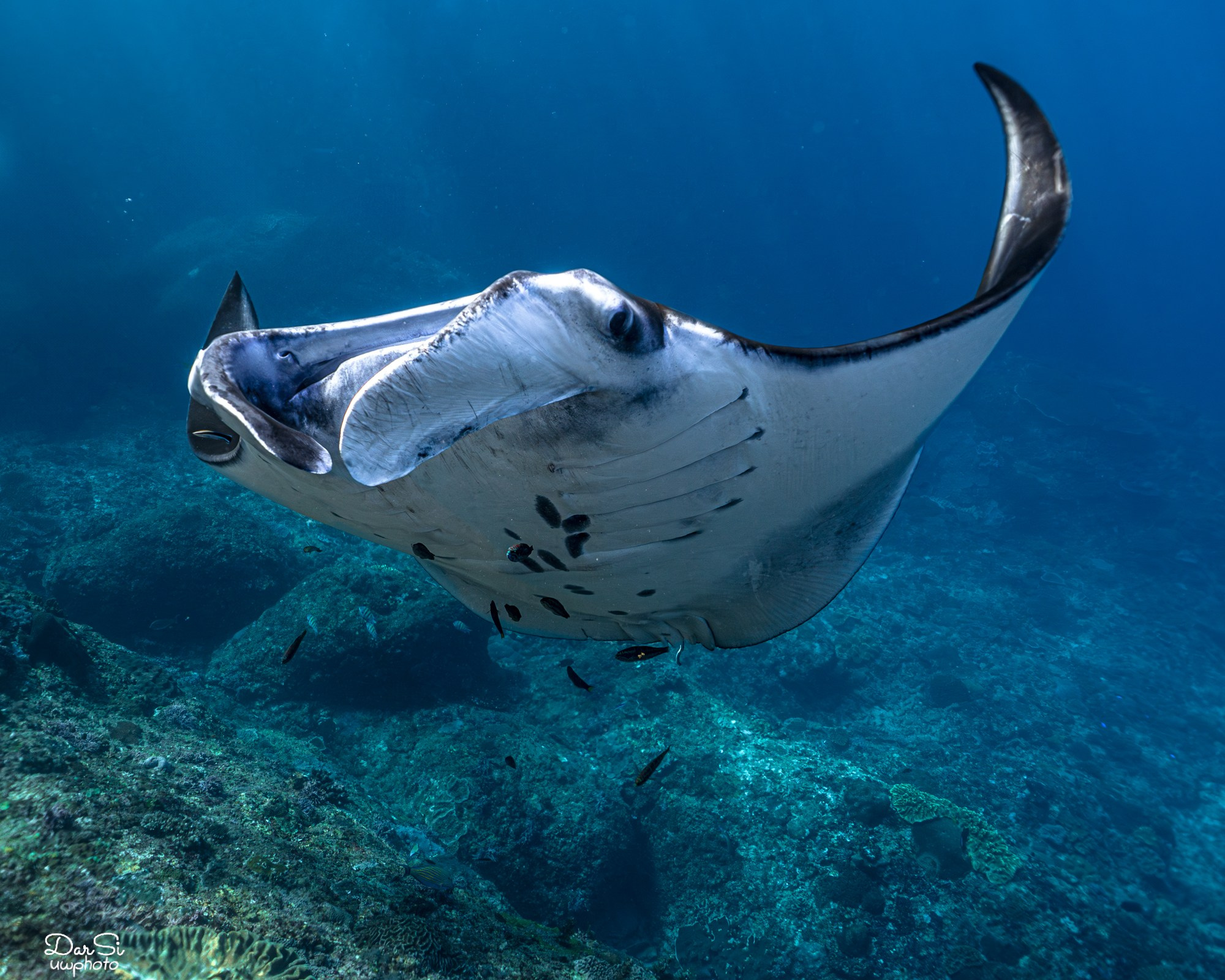 Манты. Подводный фотограф на Филиппинах Синицина Дарья