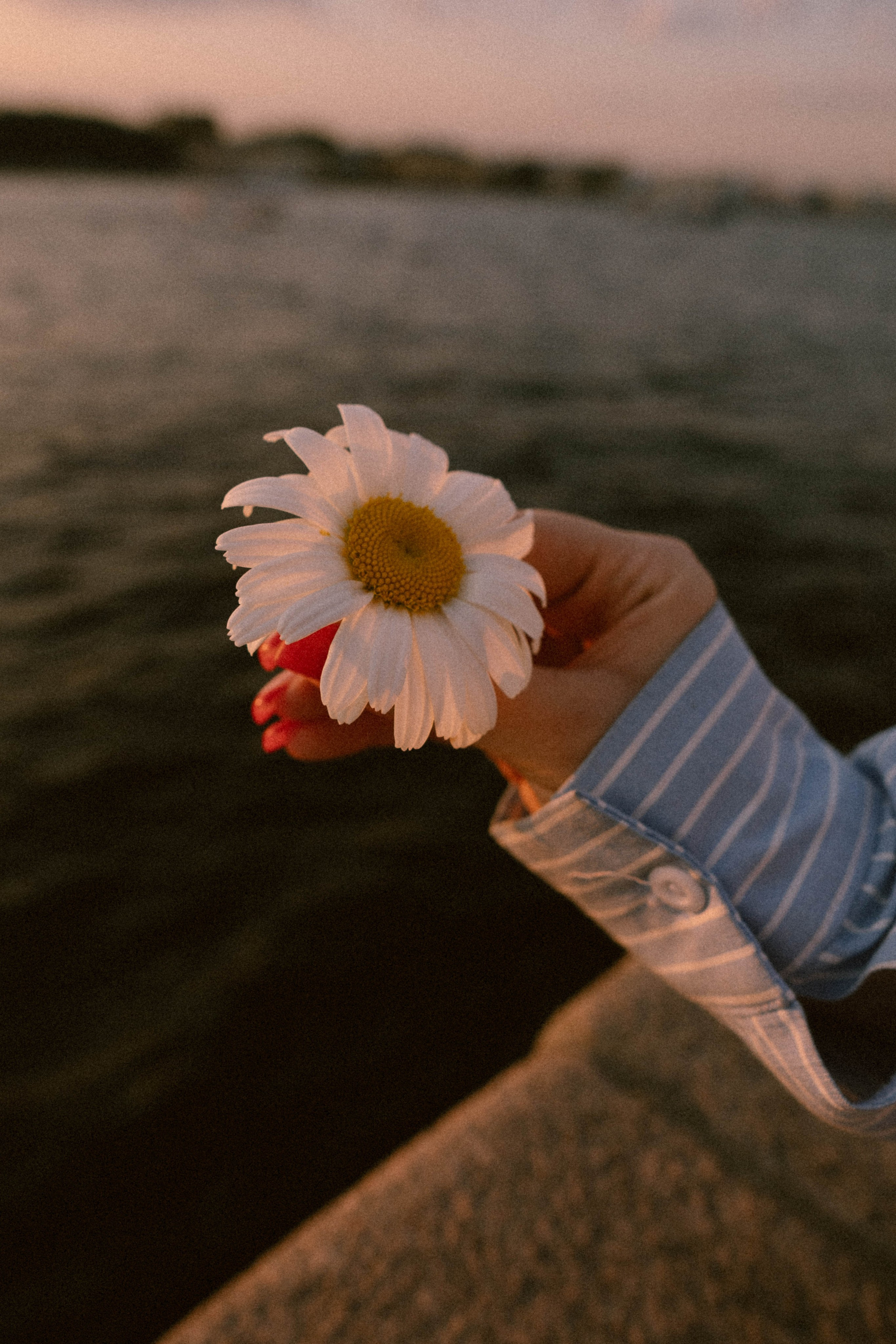 Виктория, ромашки и летний закат. Фотограф в Санкт-Петербурге Головина Анастасия