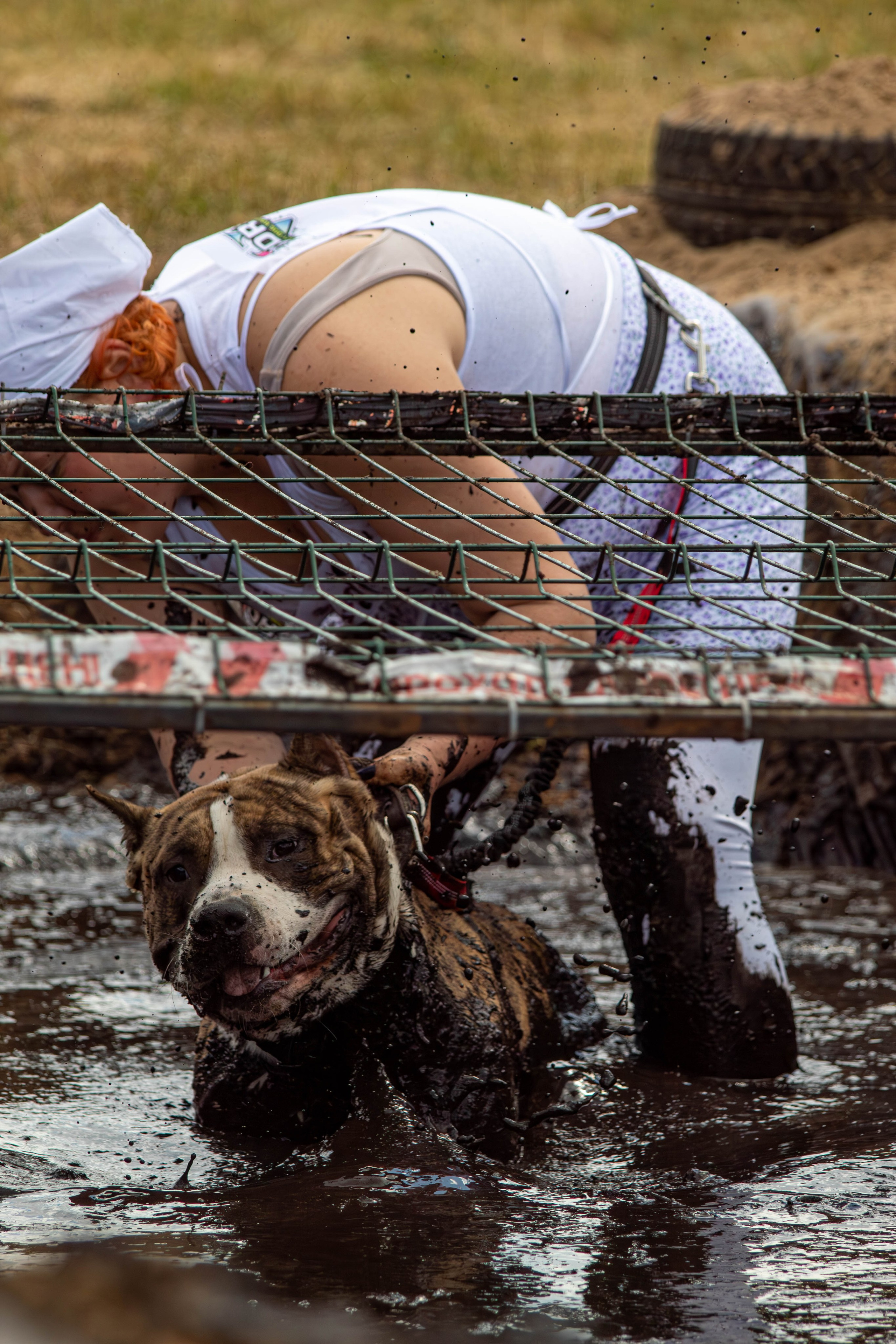 Хвостатый Драйв 2024. Фотограф анималист — Тула, Москва