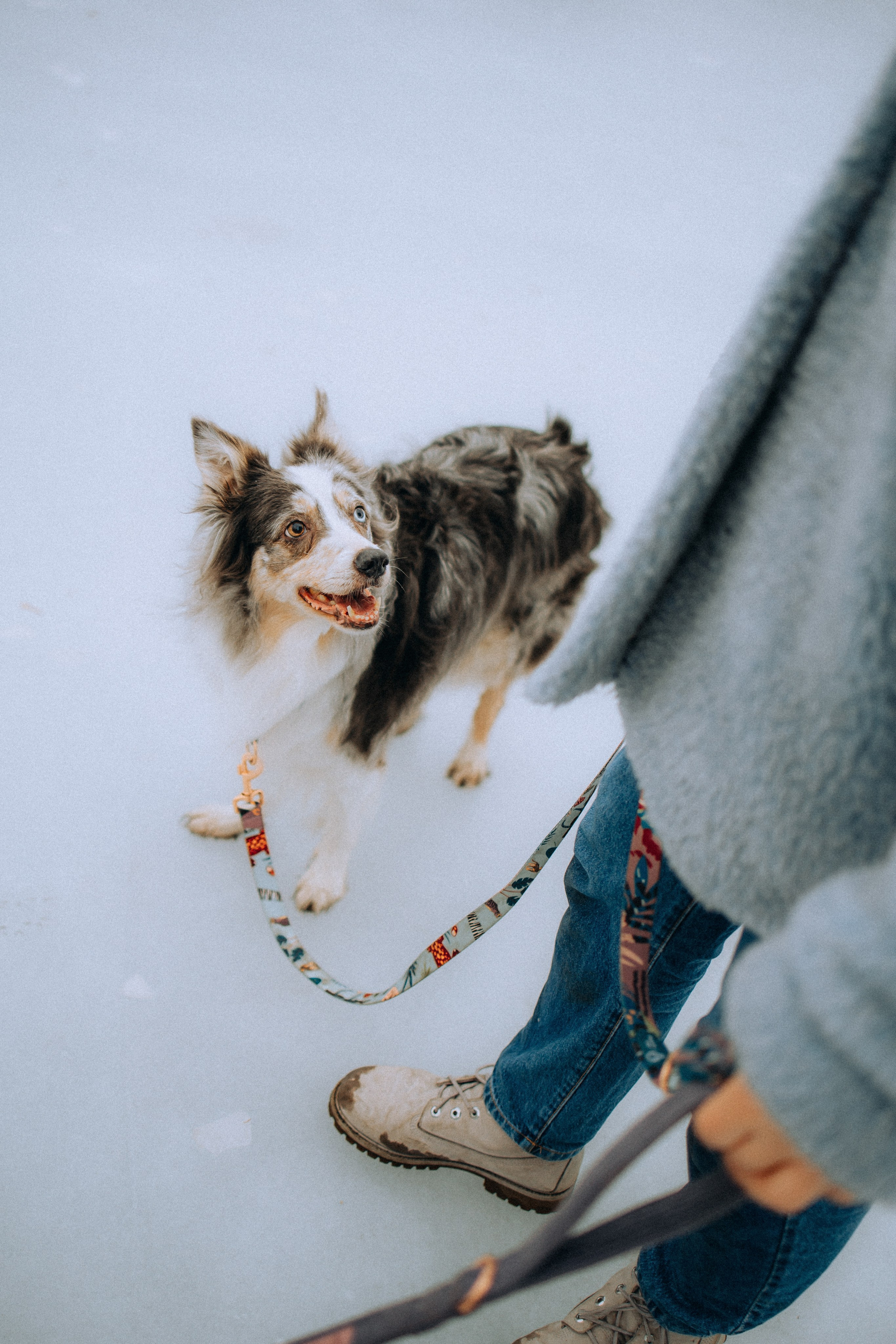 Полина, Милли и Паддингтон