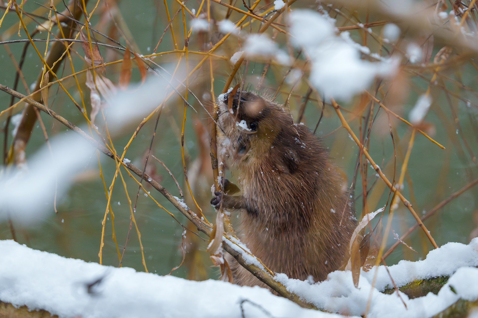 Животные. Ваш личный фотограф Марина Волкова