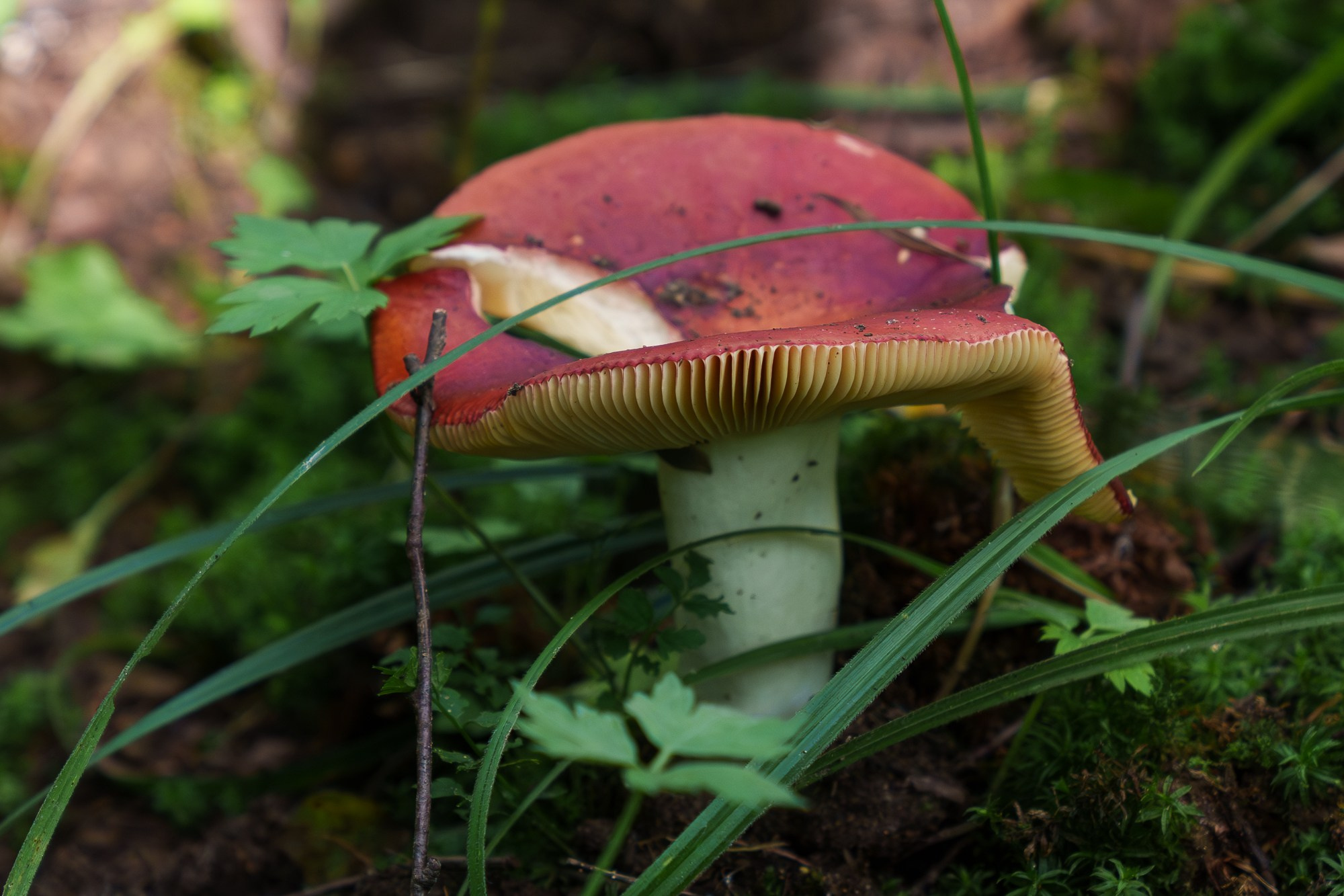Макросъёмка. Ваш личный фотограф Марина Волкова