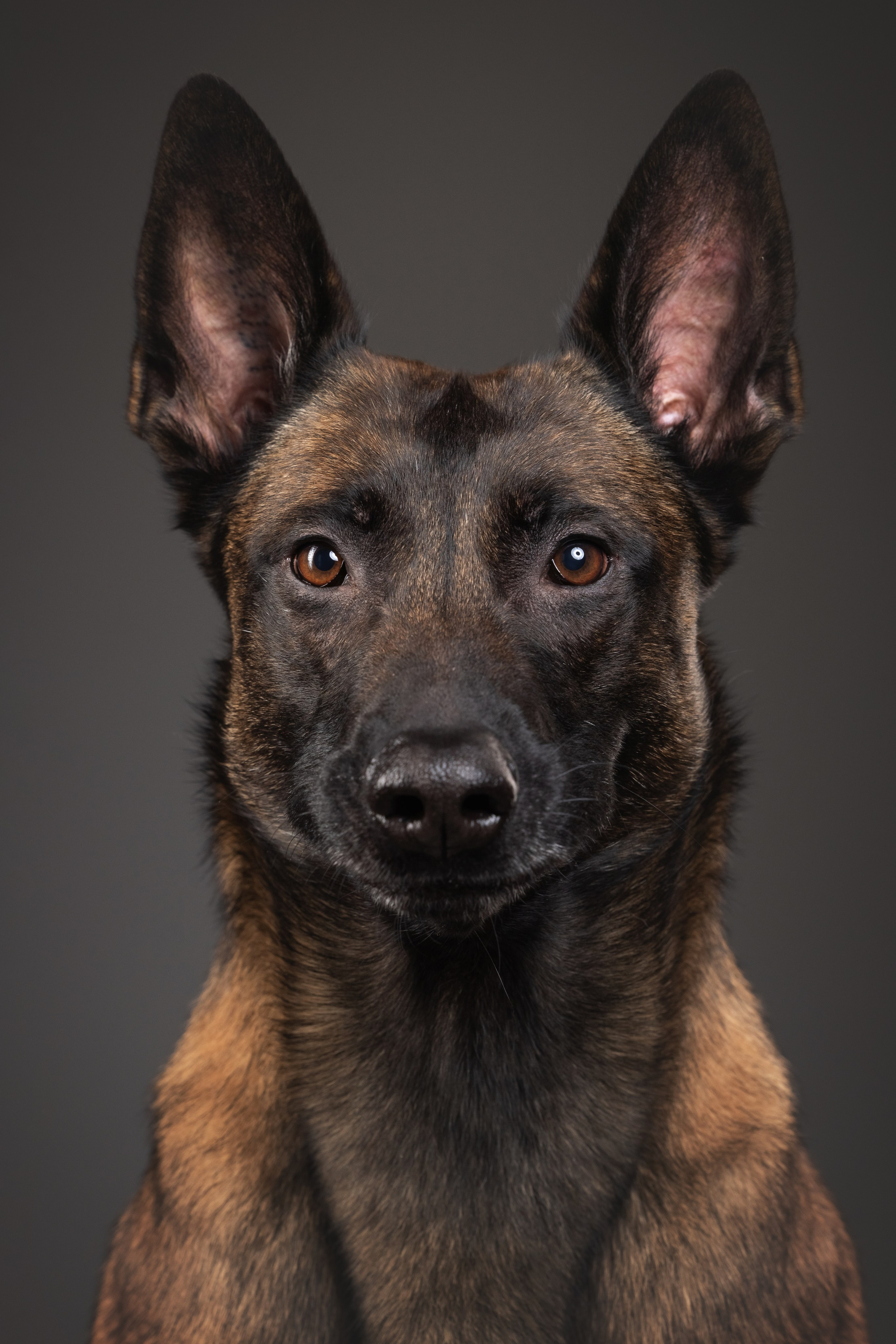 Рики и Гаруда. Фотограф анималист Осипчикова Мария