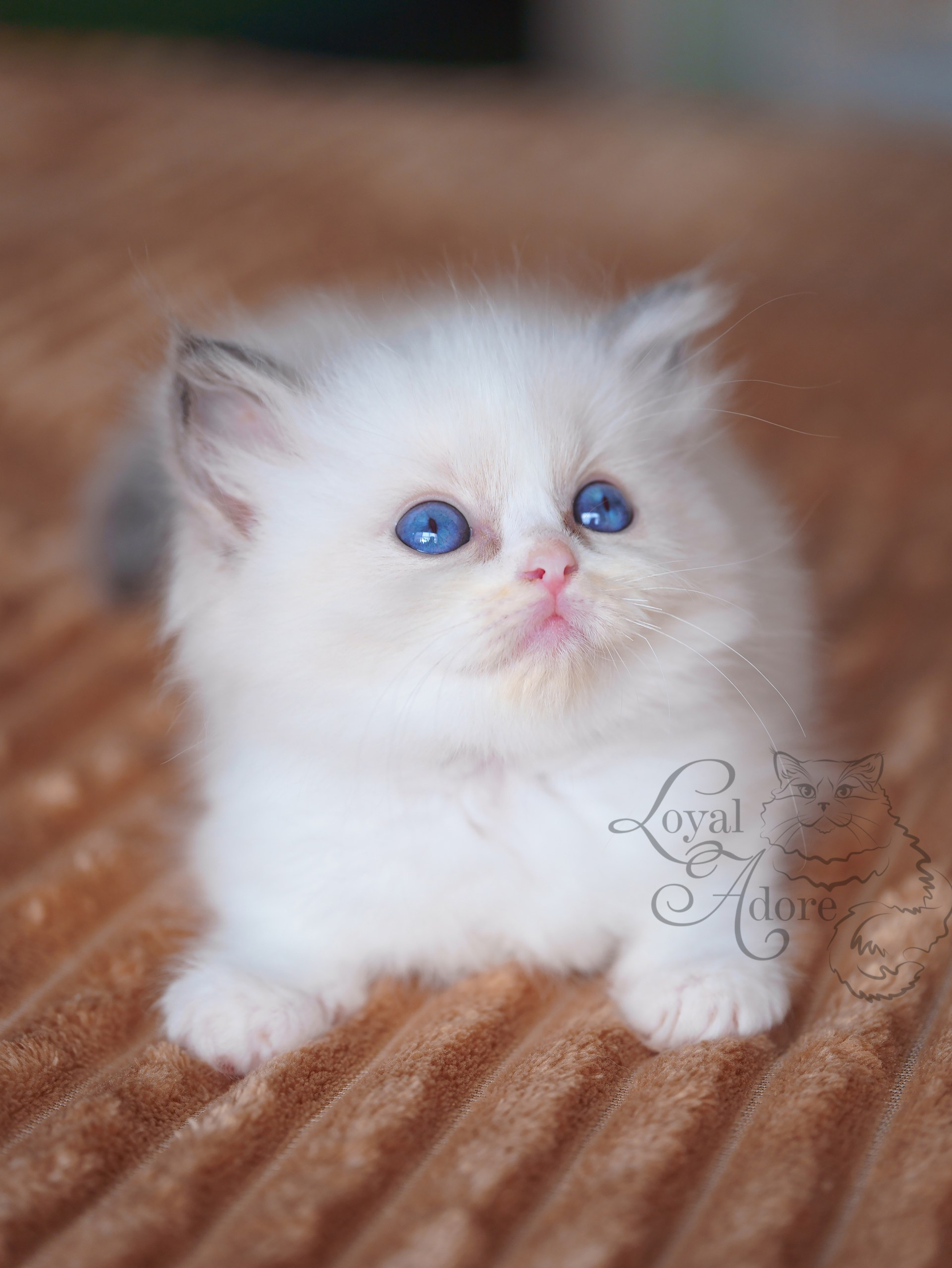 Котята рэгдолл от Loyal Adore. Питомник рэгдолл Loyal Adore