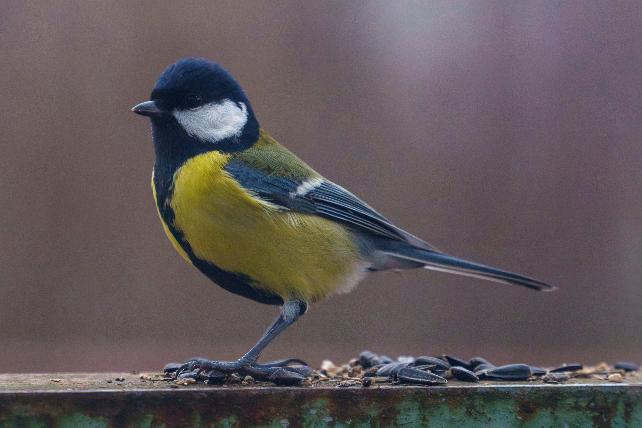 Animals — Животные