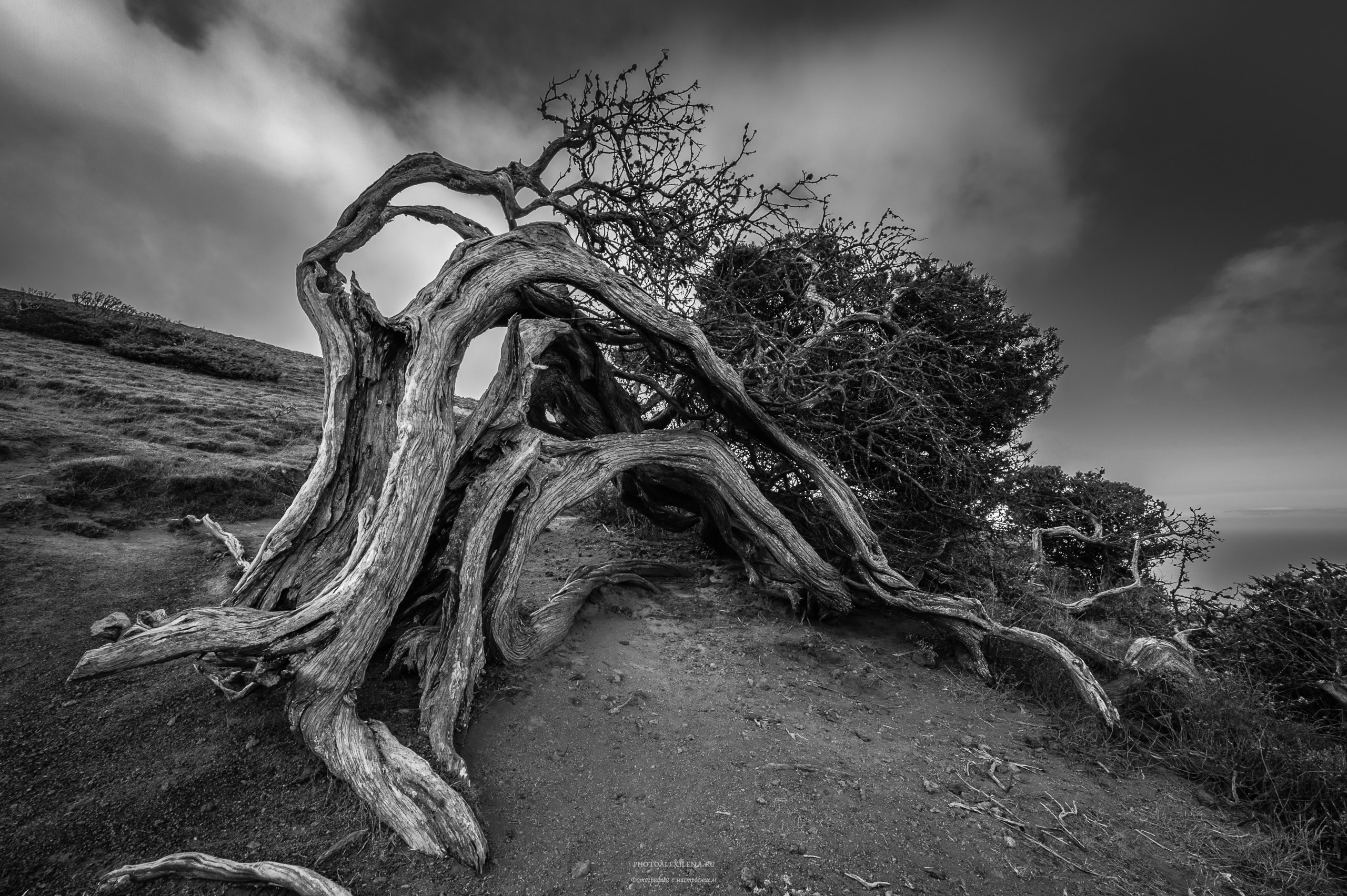Всем ветрам назло. Авторские стильные фотокартины