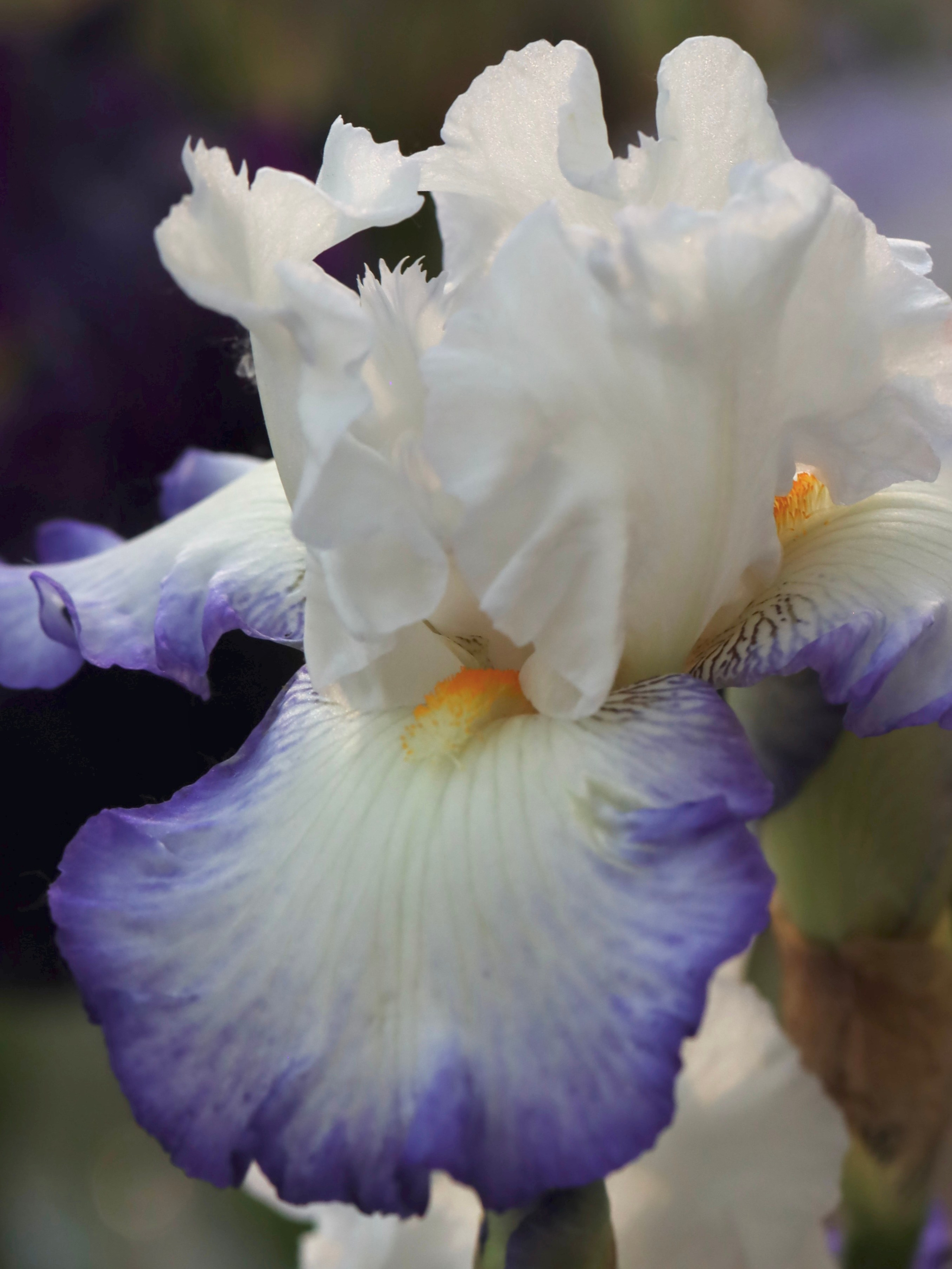 Фестиваль пионов и ирисов в Аптекарском огороде — июнь 2023. Фотосессии и репортаж — Фотограф в Москве — Рина Серёгина