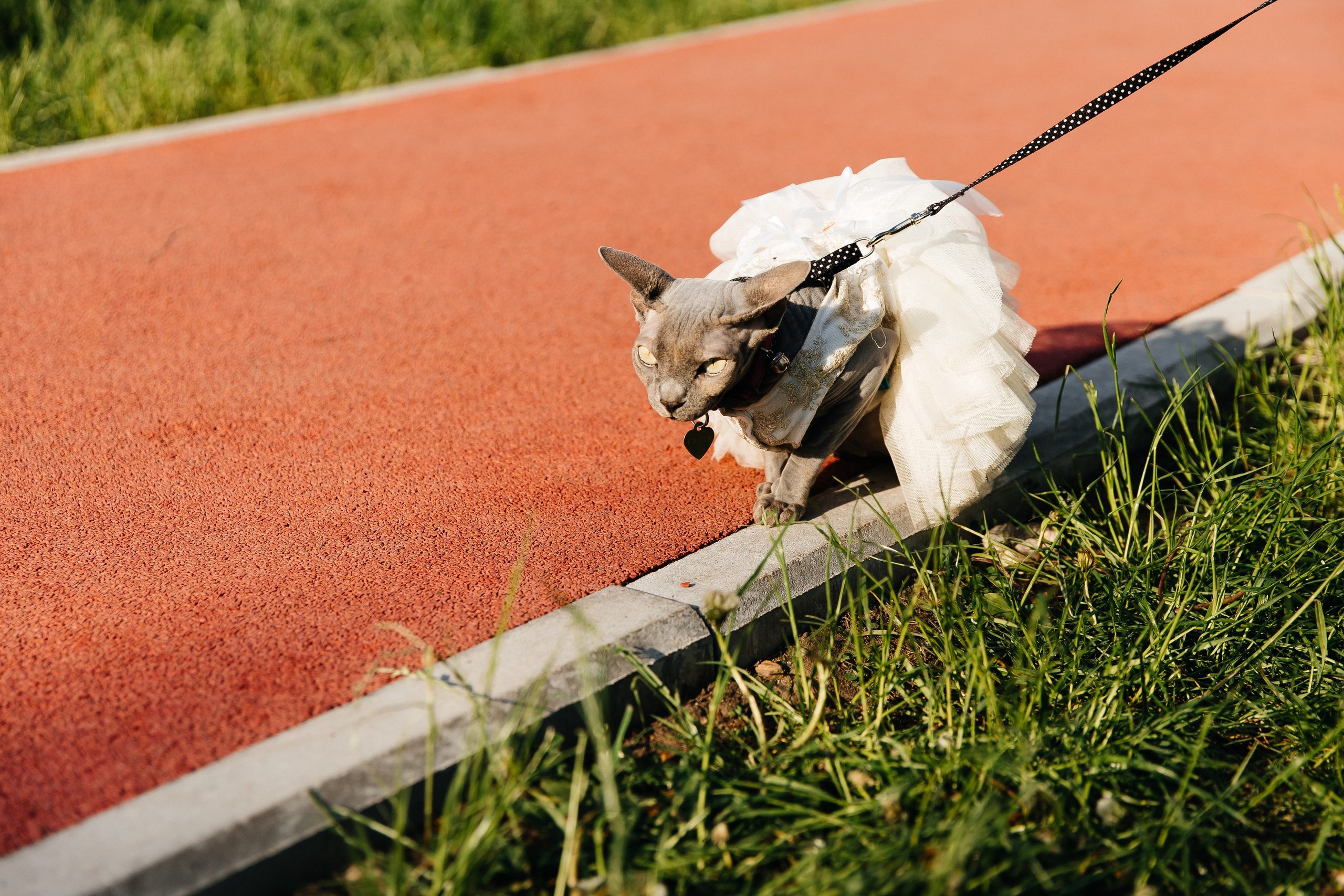 ФЕСТИВАЛЬ VK «ЛАПКИ» | 2025, МОСКВА. Five Media — репортажный фотограф Москва | Мск