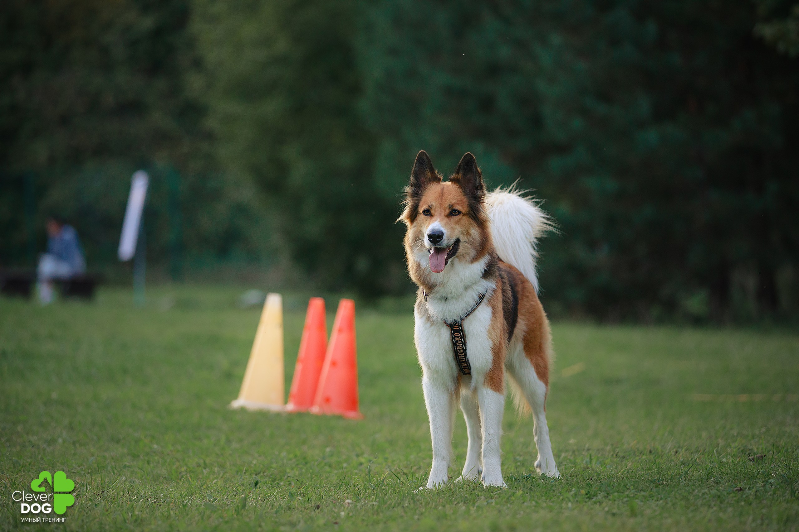 Кинологический лагерь CleverDog, 2024. Фотограф-анималист Mary Mart — Москва, Питер