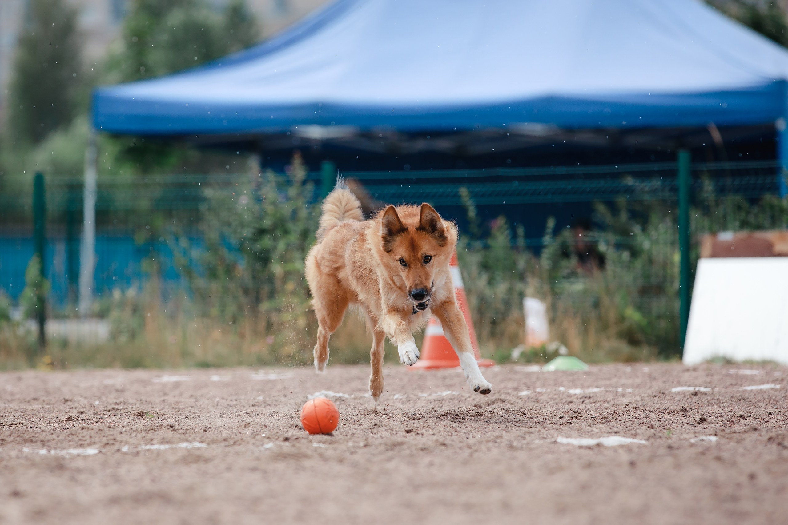 Питч&Гоу + веселые старты. Фотограф-анималист Mary Mart — Москва, Питер