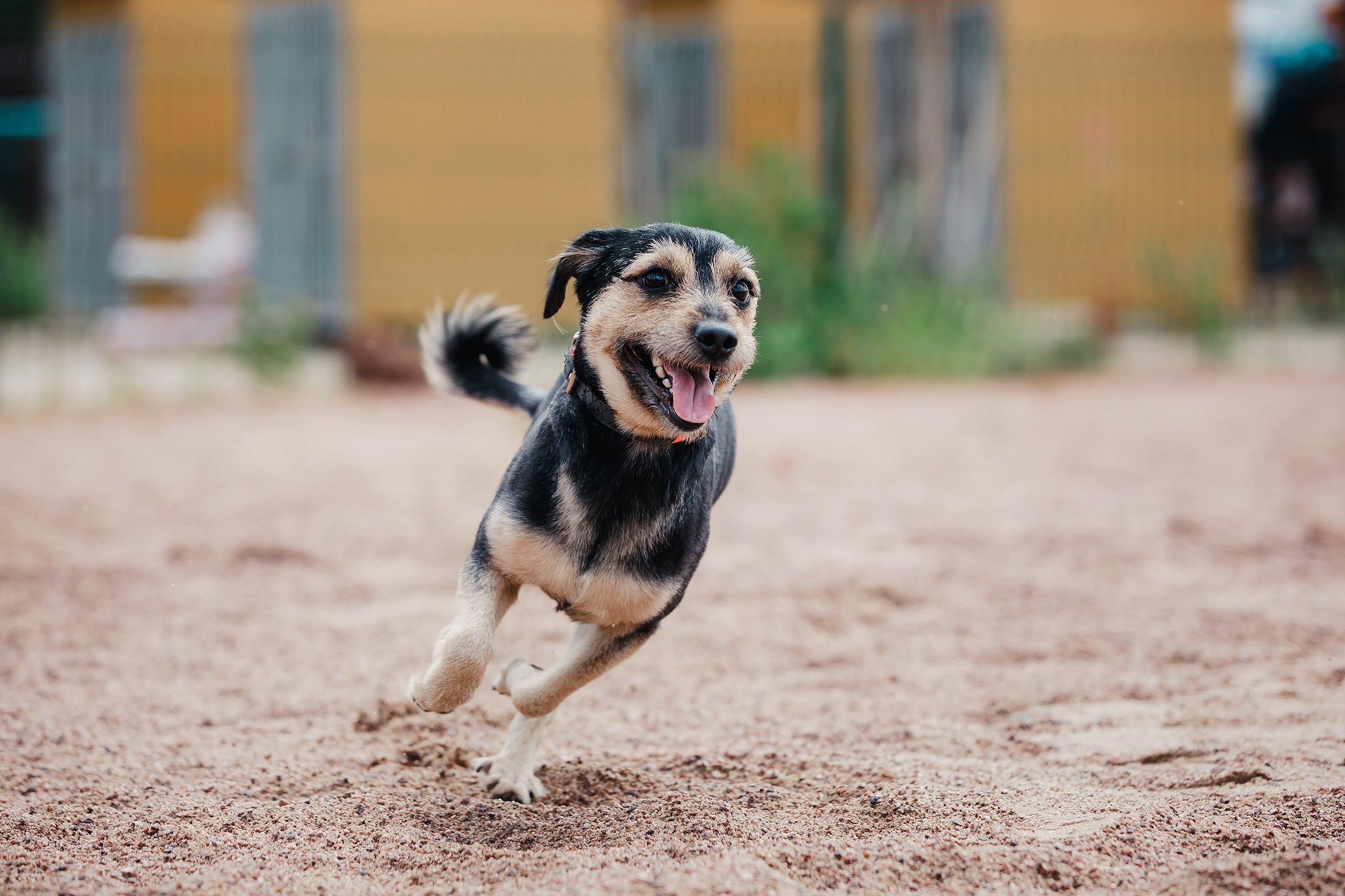 Питч&Гоу + веселые старты. Фотограф-анималист Mary Mart — Москва, Питер
