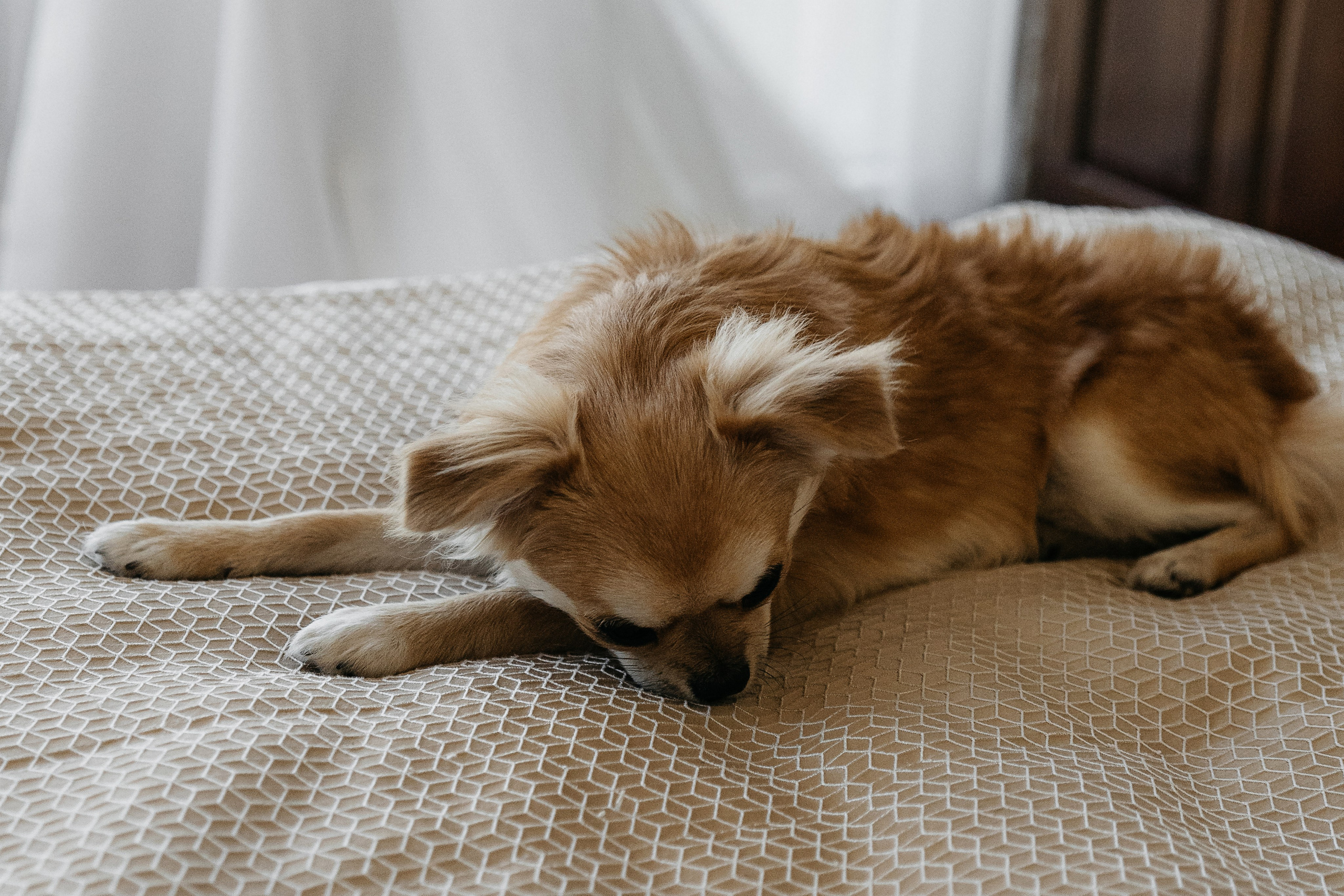 Роман и Дарья. Свадебный фотограф Воронеж Марина Грудинина