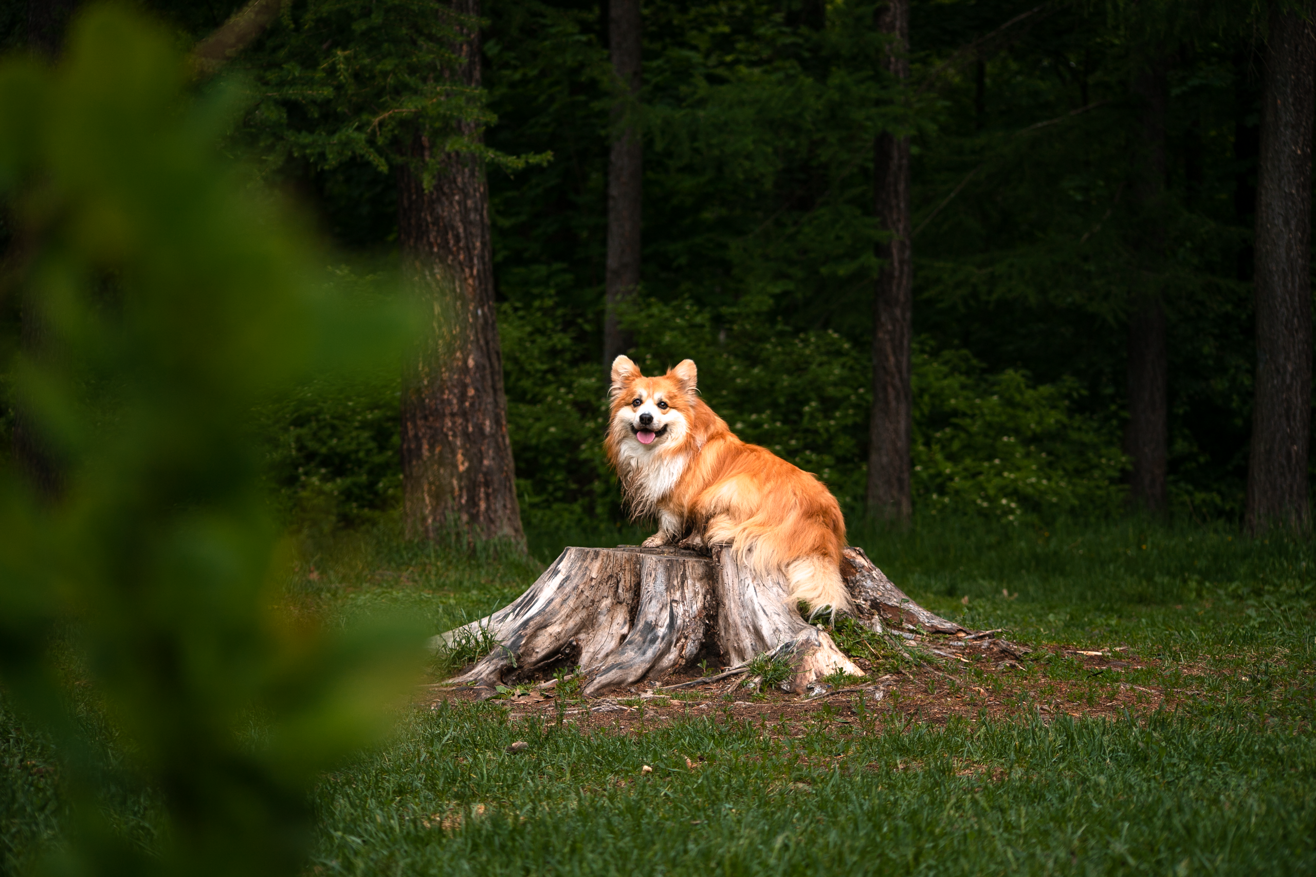 Фотосессия корги. Художественный фотограф в Санкт-Петербурге Елизавета Чева