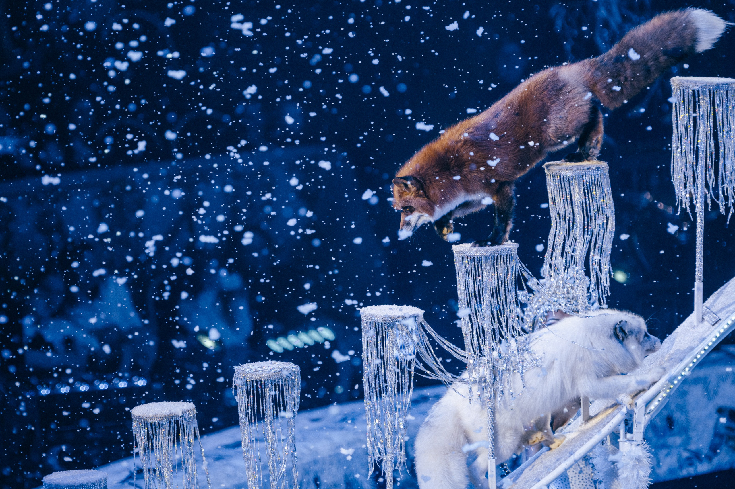 Королевский Цирк Гии Эрадзе. Репортажный и портретный фотограф в Санкт-Петербурге Степлевич Дарья