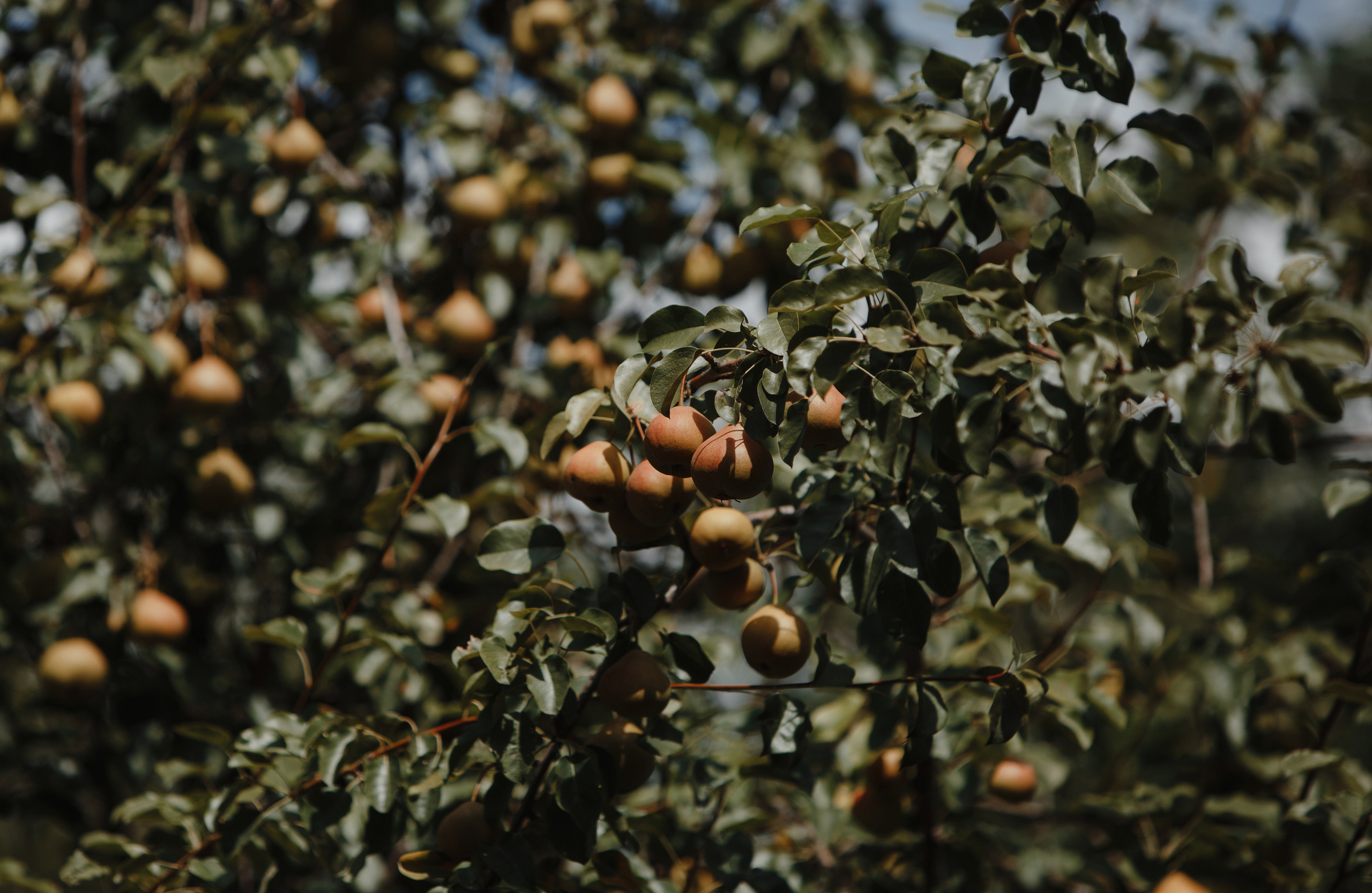 Павел и Юля. Святослав Дьяконов — фотограф на свадьбу в Воронеже