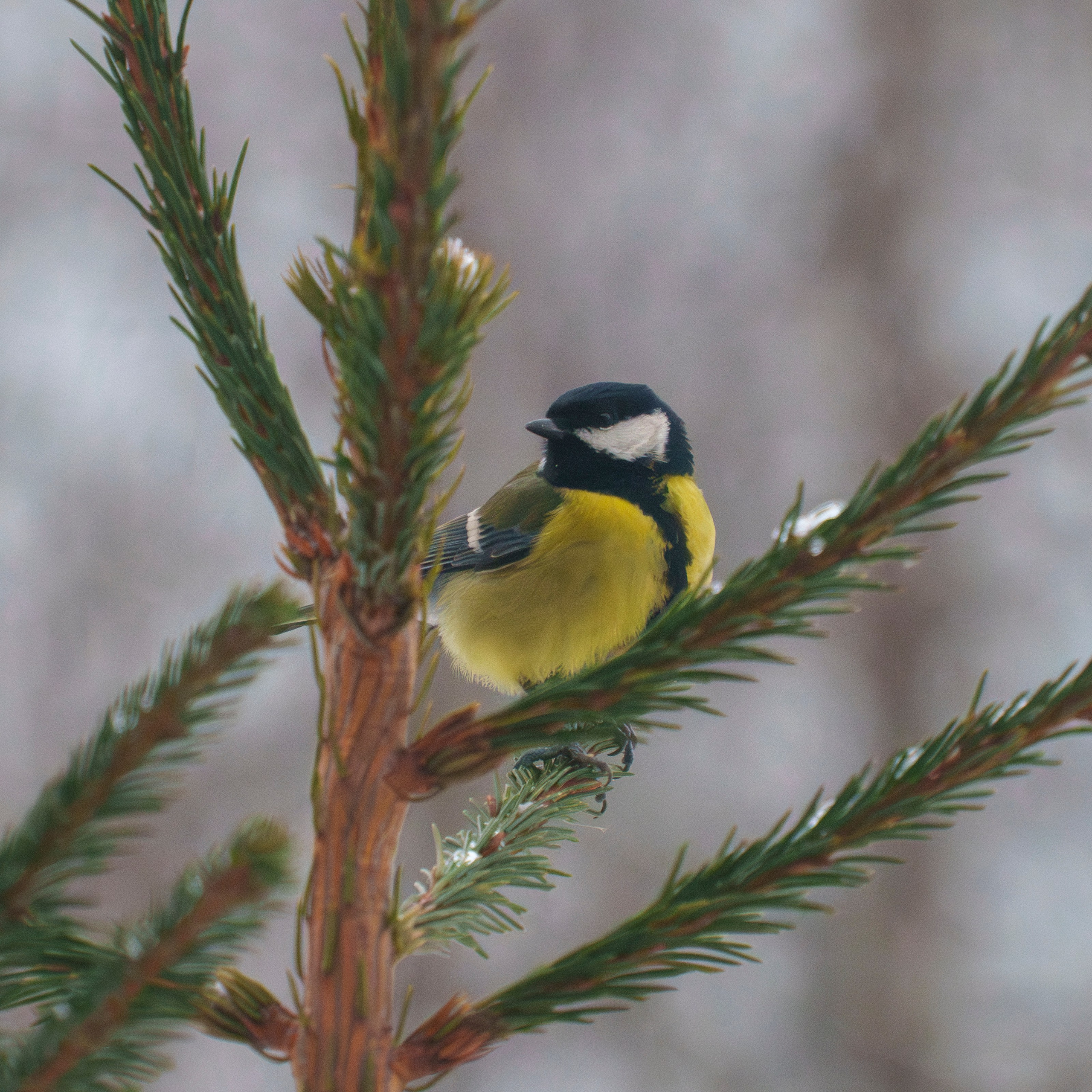 Animals — Животные