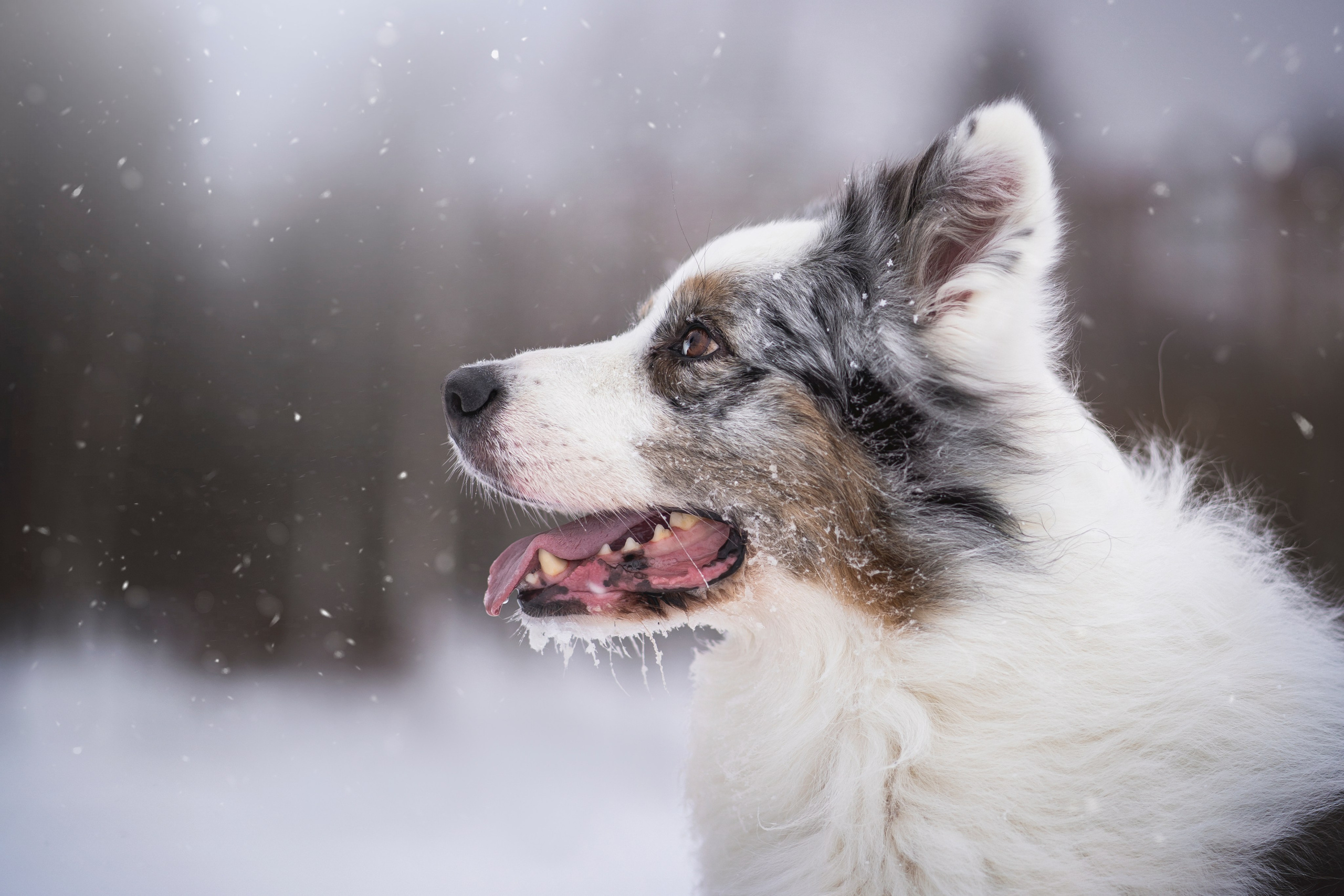Портфолио фотографа-анималиста Александры Пугачёвой | Санкт-Петербург. Фотограф-анималист в Санкт-Петербурге Пугачёва Александра