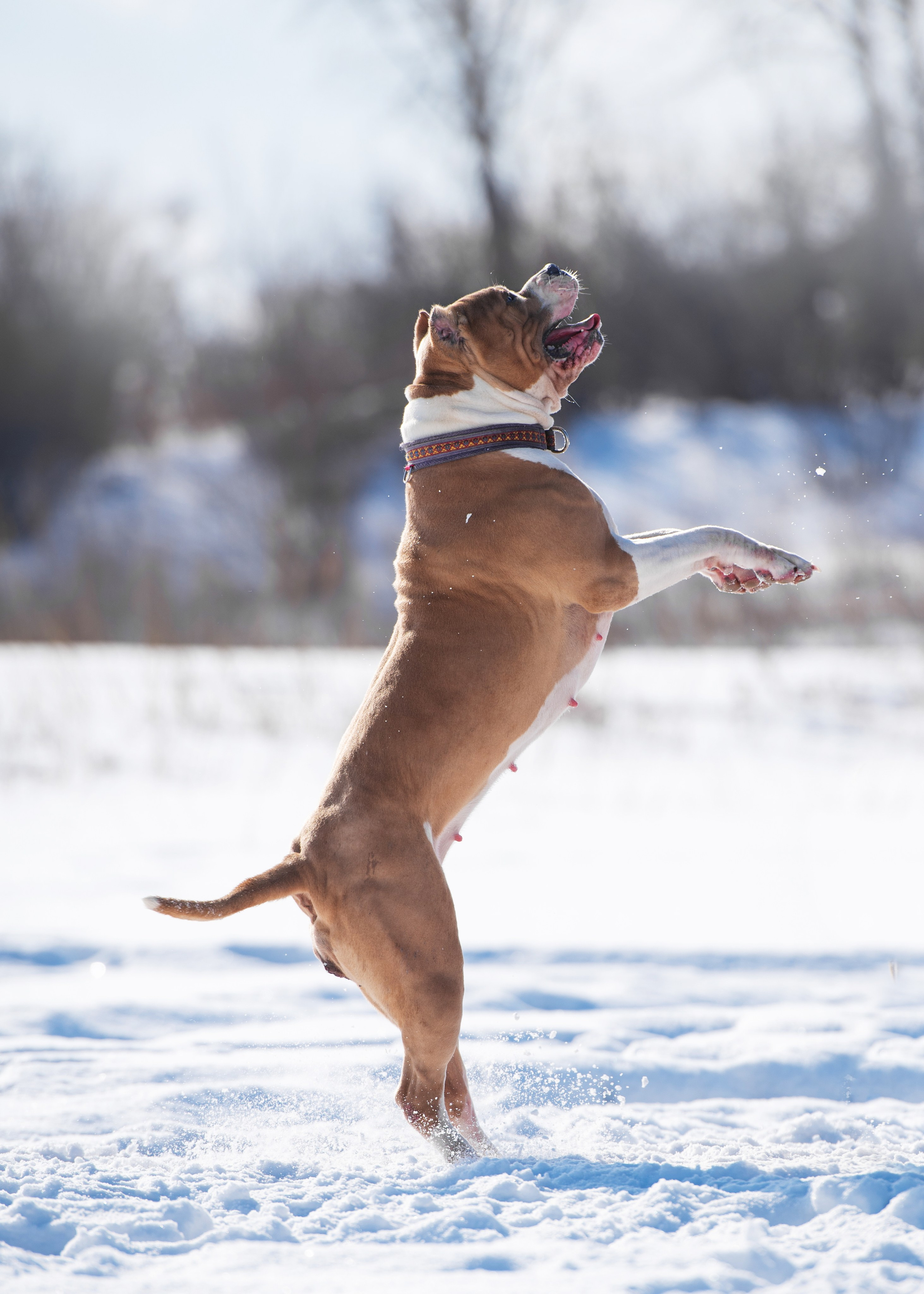 Булли. Дог-фотограф в Тюмени Александра Королева
