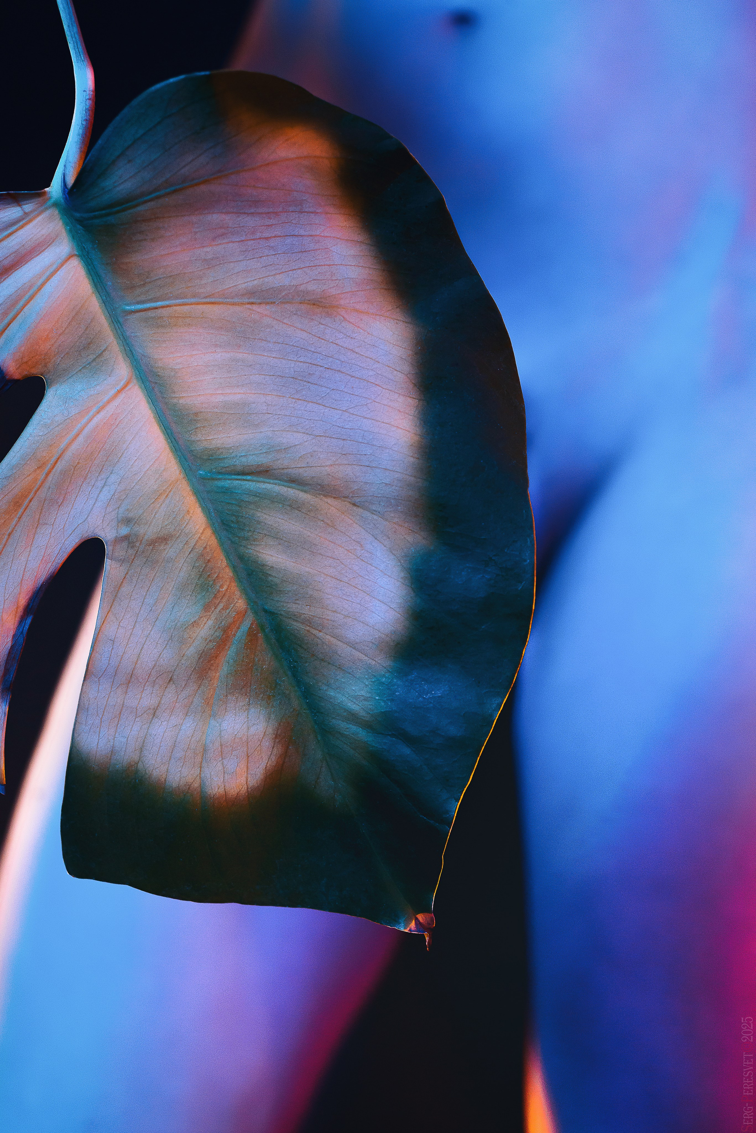 Будуар. Your photographer for a holiday in Moscow, Ramenskoye, Zhukovsky, Lyub