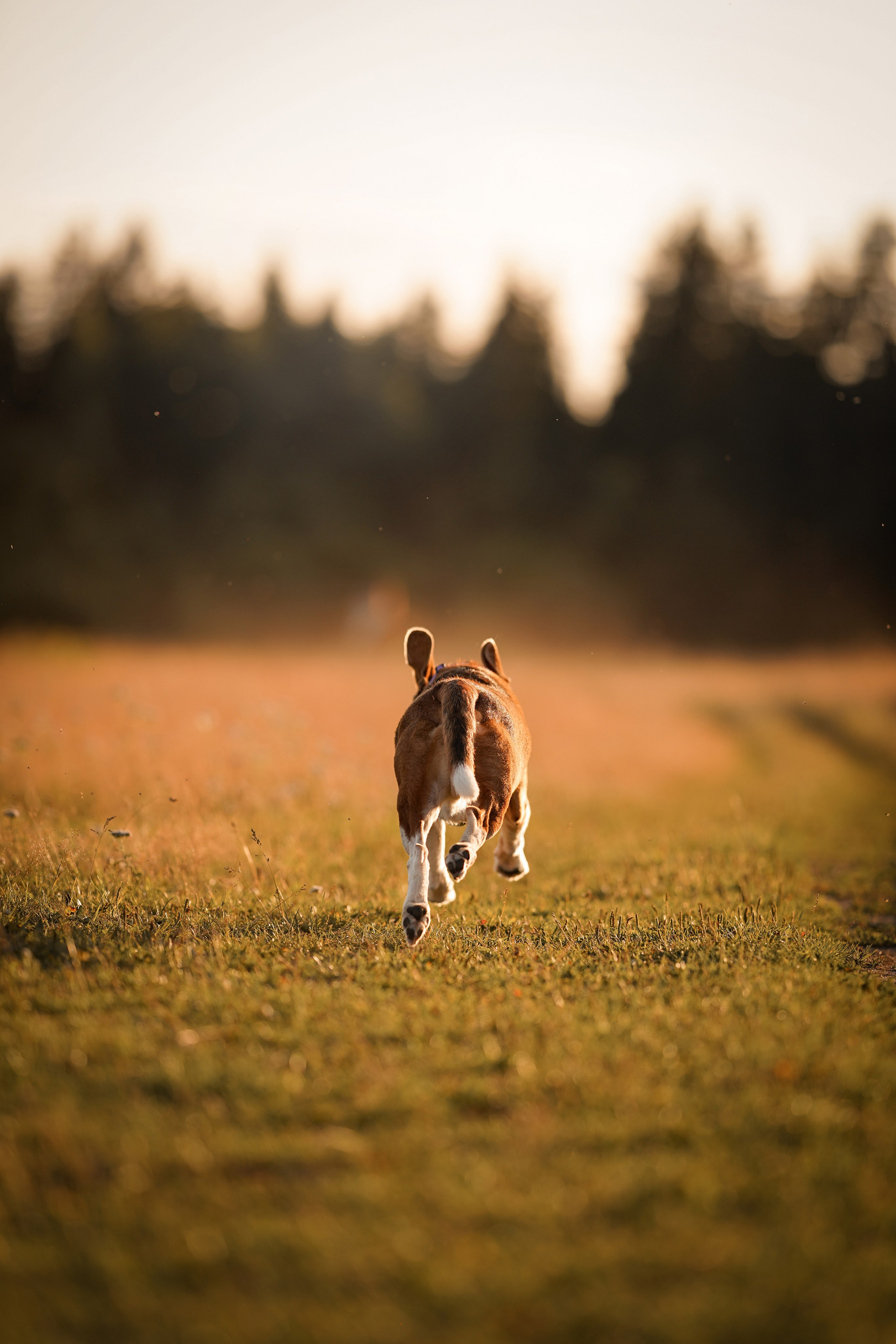 Лера Джон и Диамант. Фотограф-анималист в Санкт-Петербурге Яна Мартынова