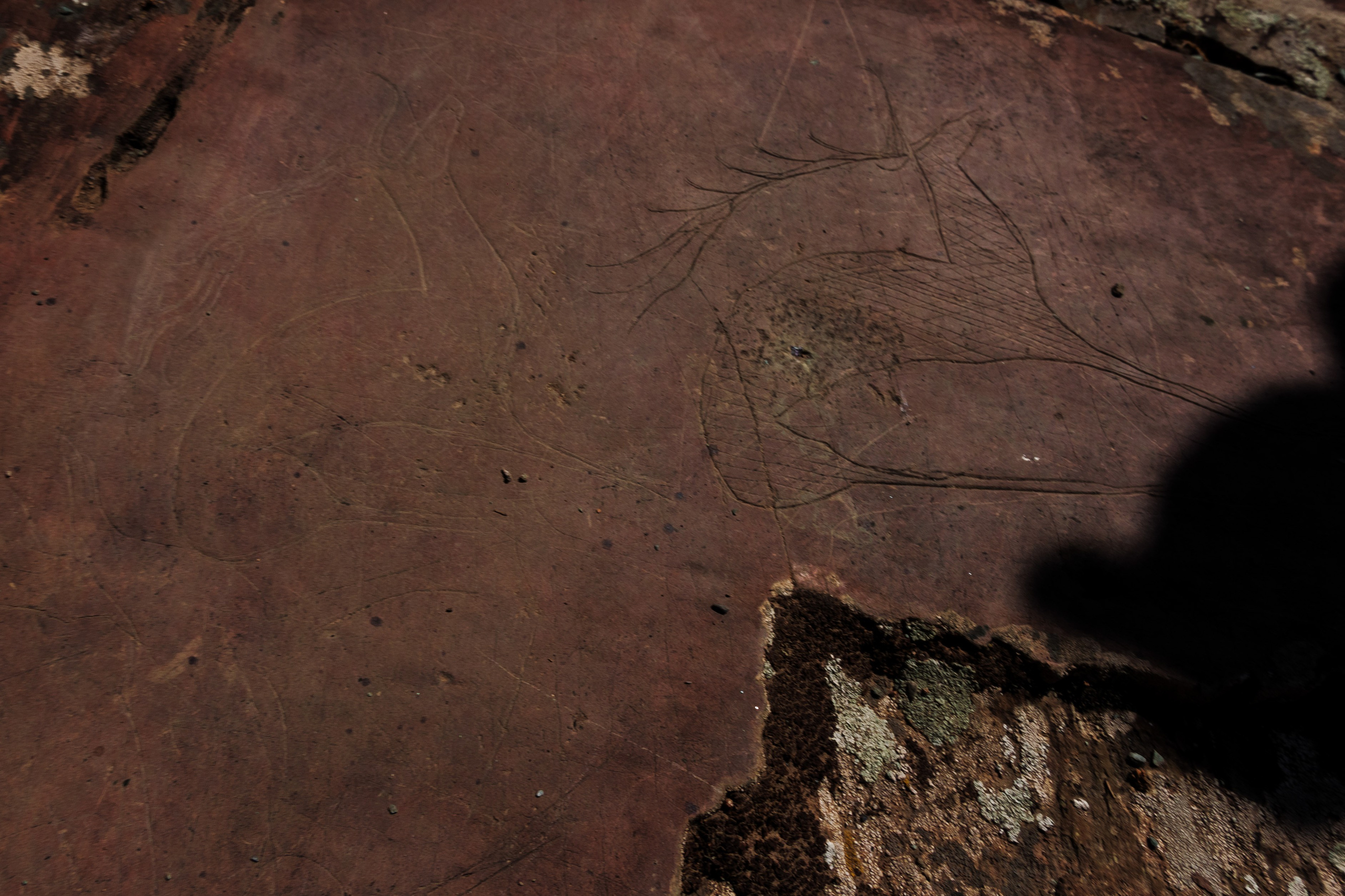 АЛТАЙ 2024 / ALTAI 2024. Главная