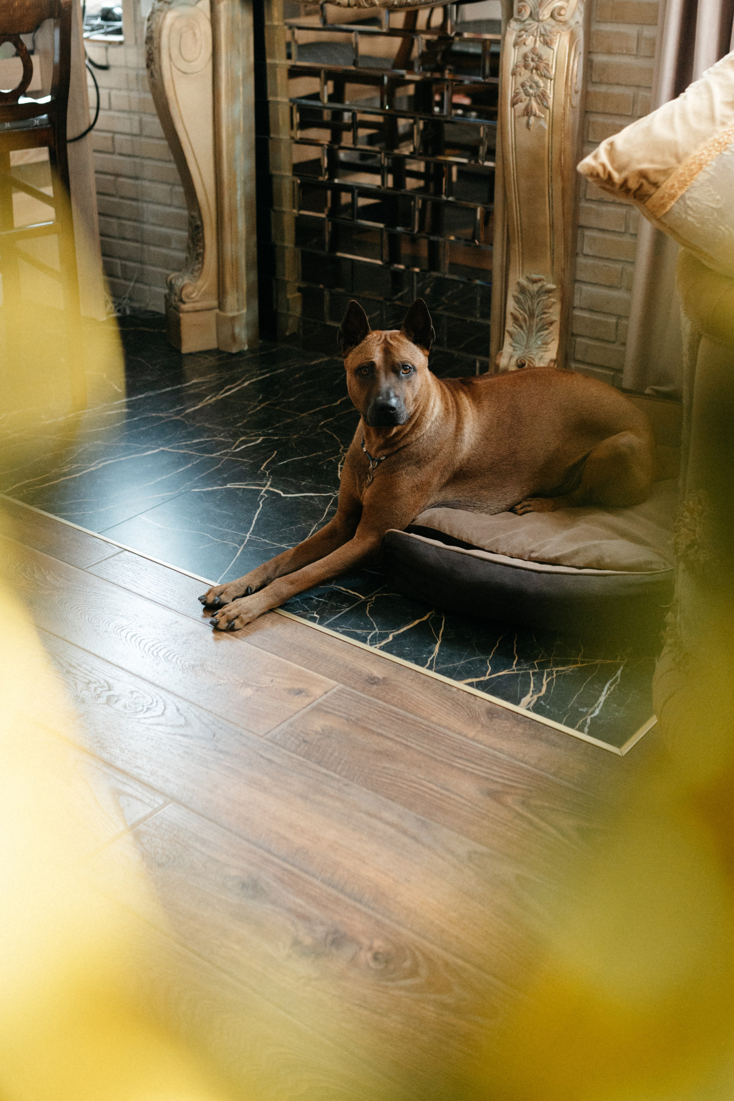 Оксана и Зевс. Фотограф анималист в Москве Ольга Агушева