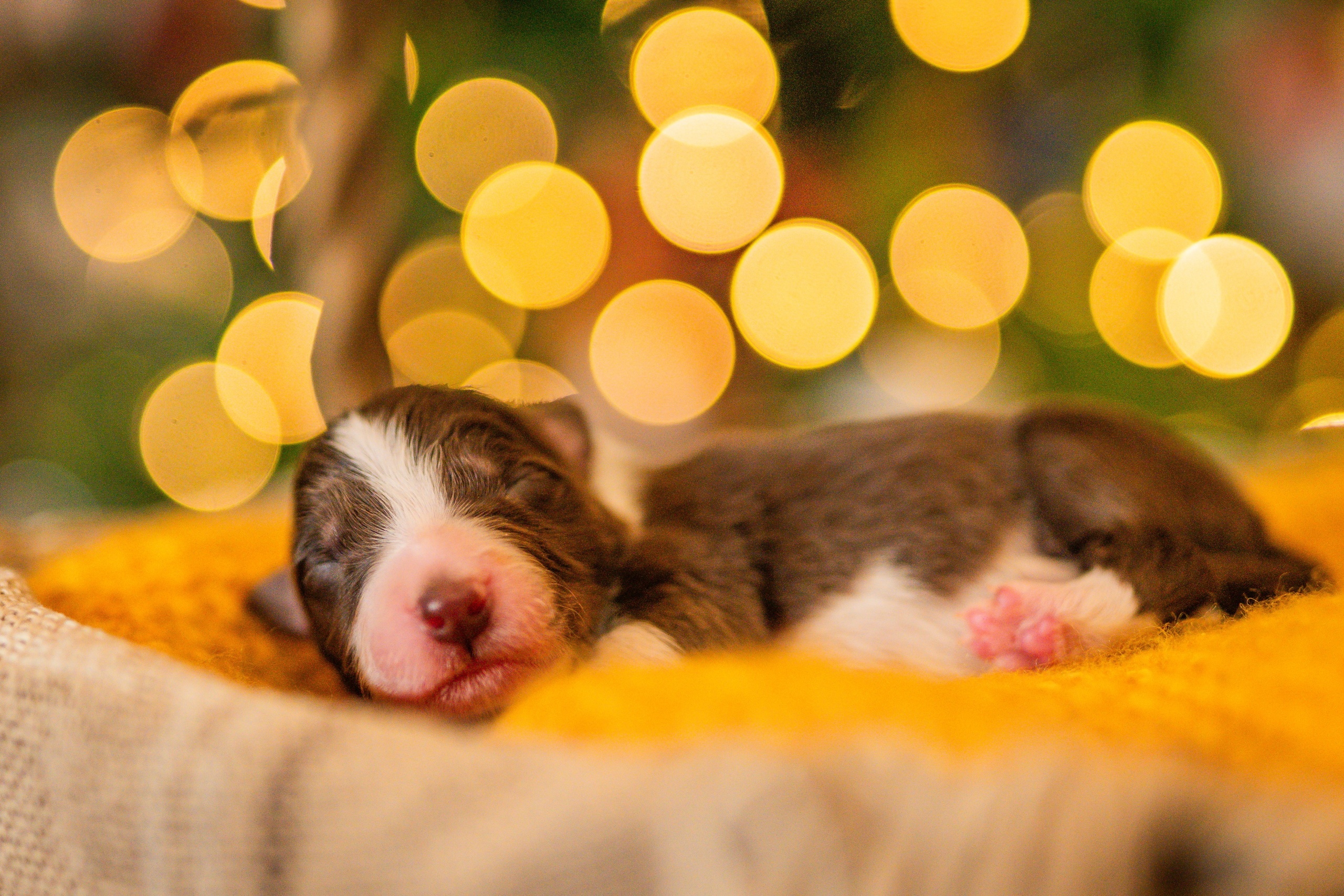 Фритсвит. Семейный фотограф Ефремова Виктория