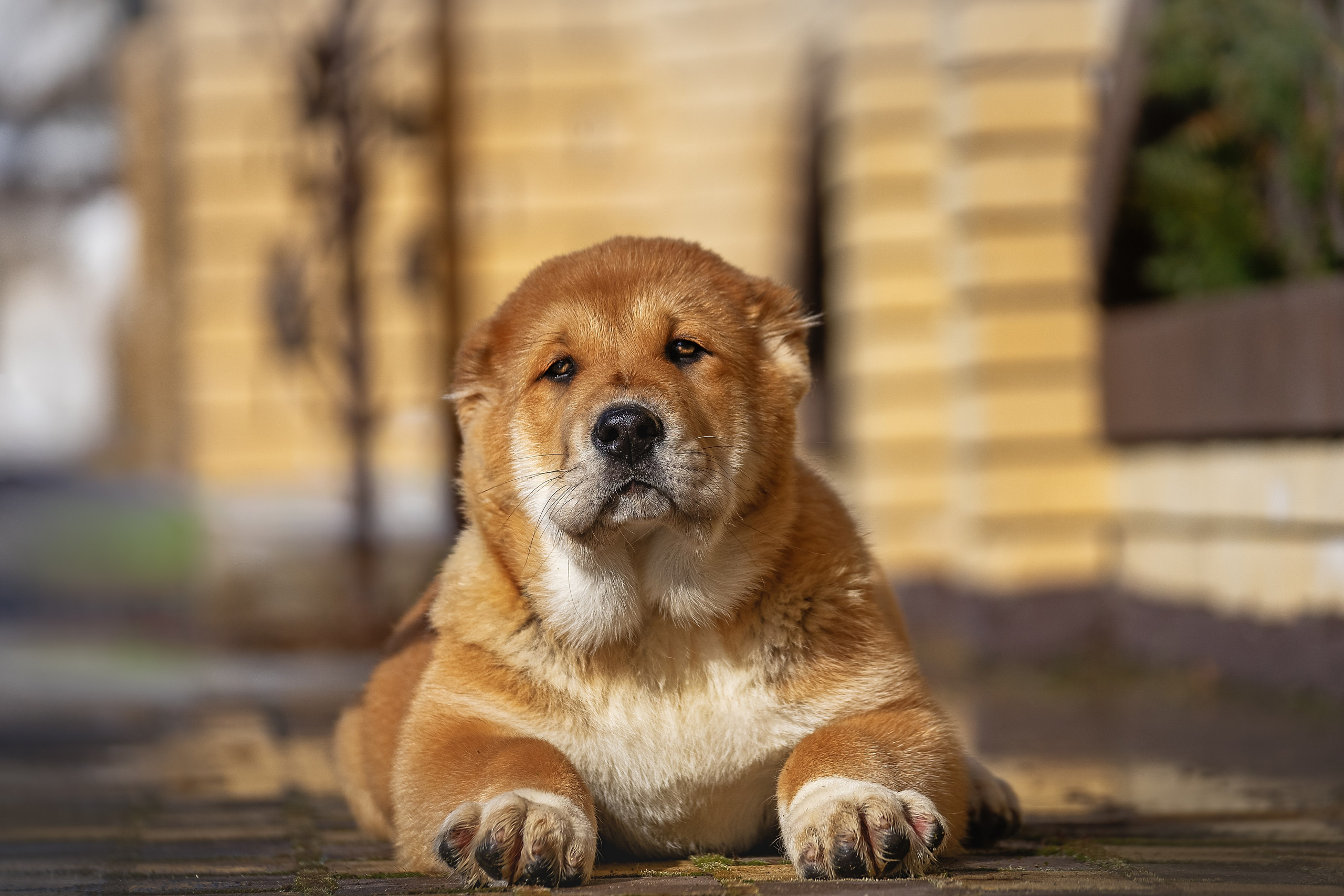 Фотограф-анималист Нижний Новгород