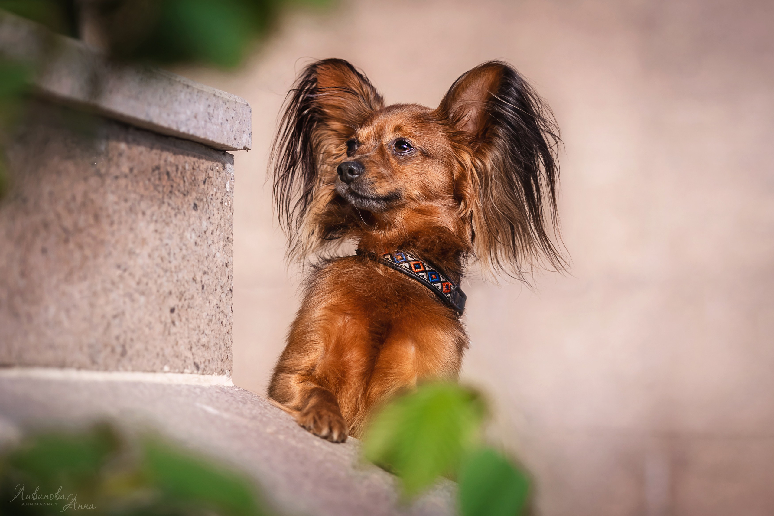 Лена и тойчики. Фотограф анималист Аня Ливанова | Рыбинск