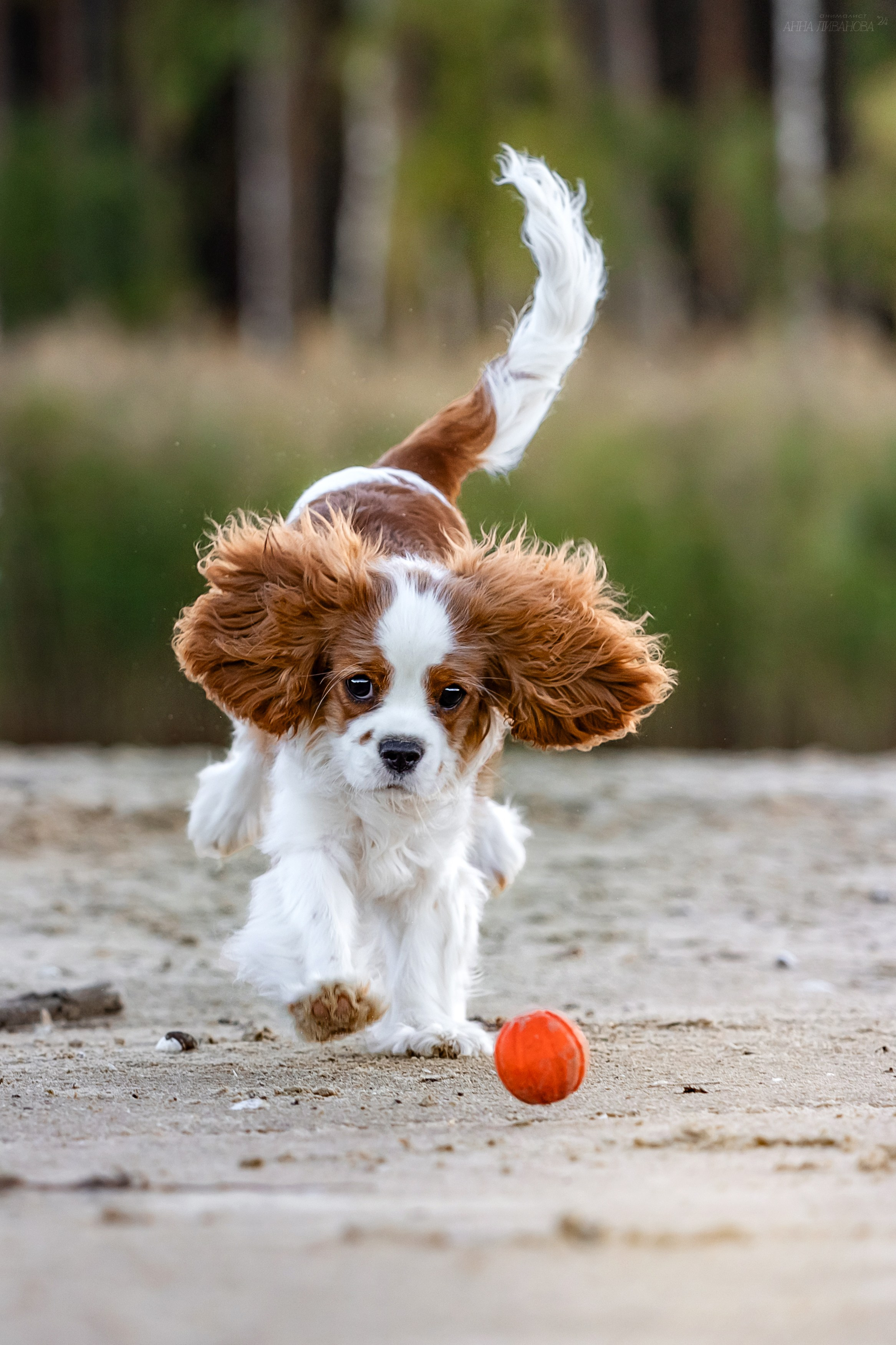 Татка. Фотограф анималист Аня Ливанова | Рыбинск