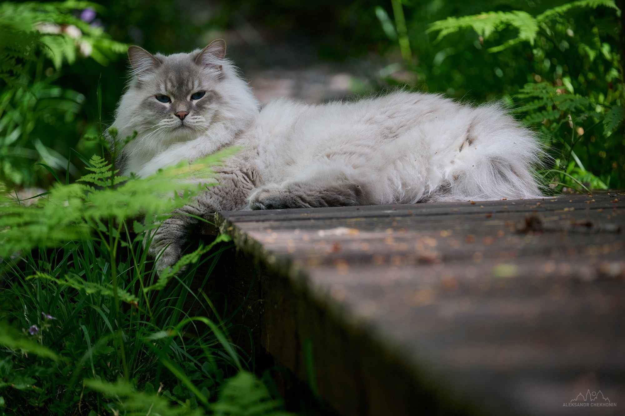 Кот Вельвет. Пейзажный фотограф Александр Чехонин