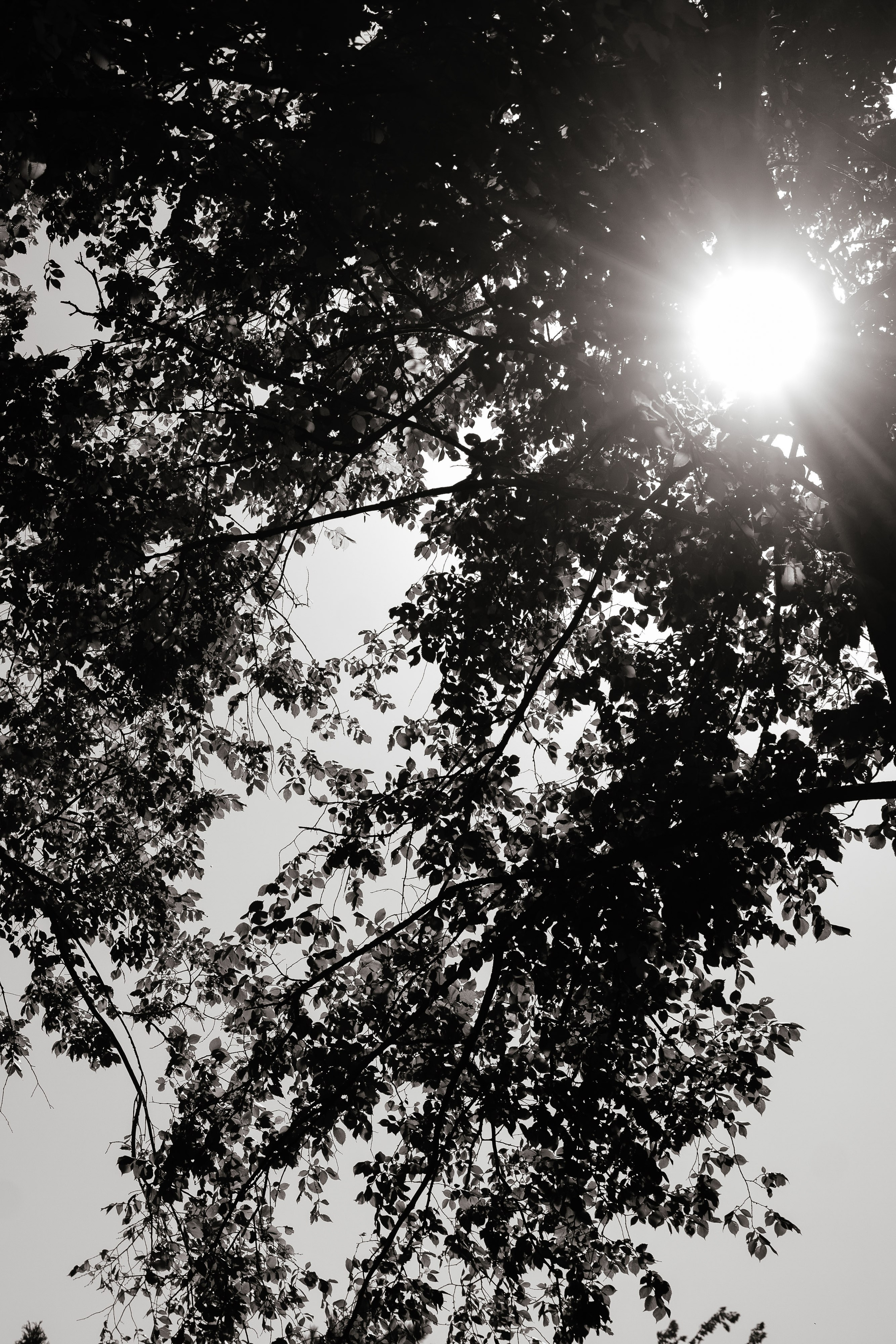Сергей и Алена. Свадебный фотограф Ростов-на-Дону