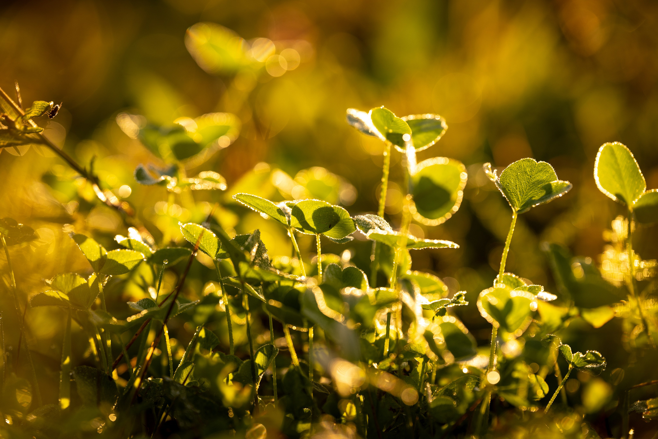 Природные пейзажи. Наталия Клевинскас портретный фотограф в Костроме