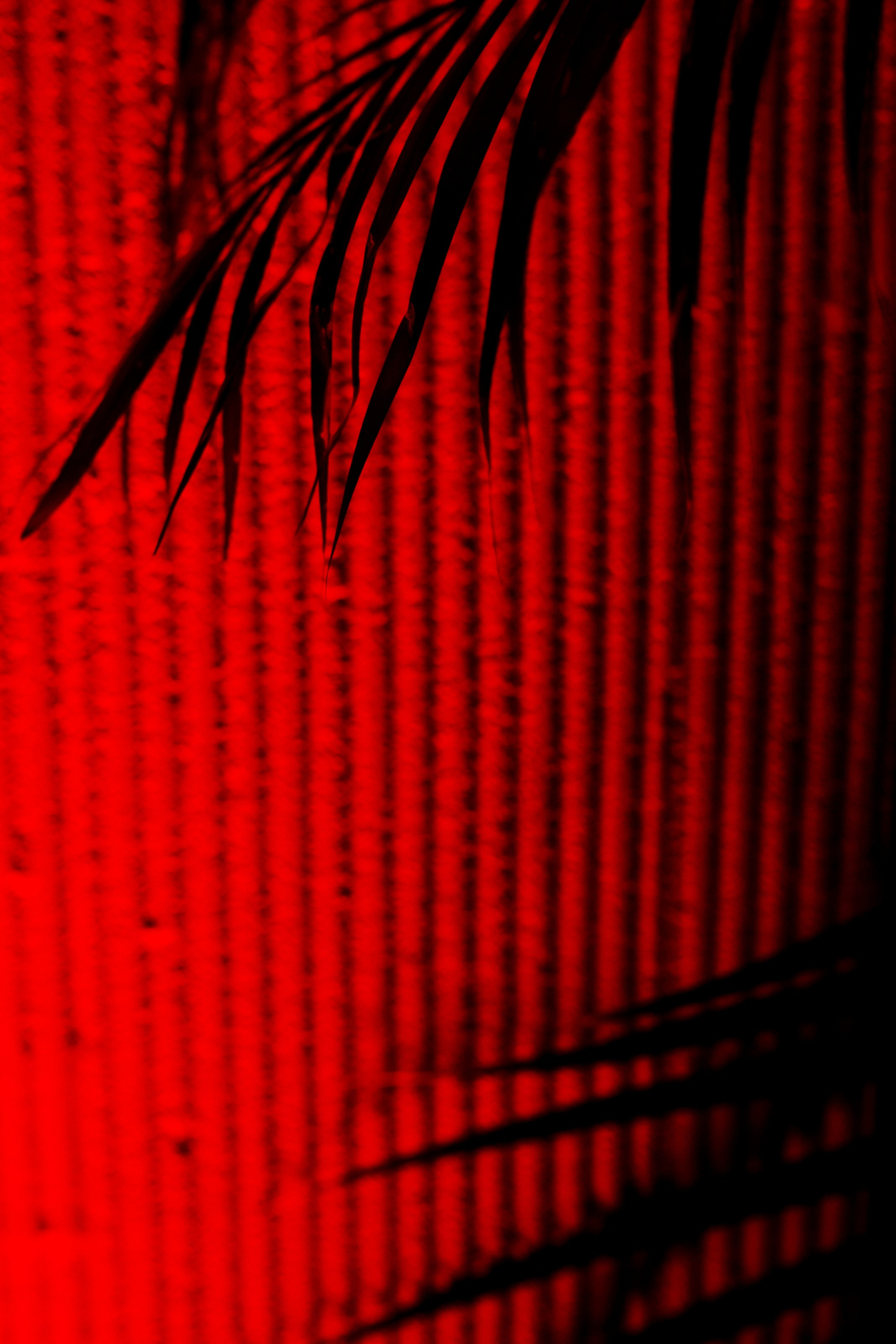 SLP 24». Свадебный фотограф Грузия Alex and Polly