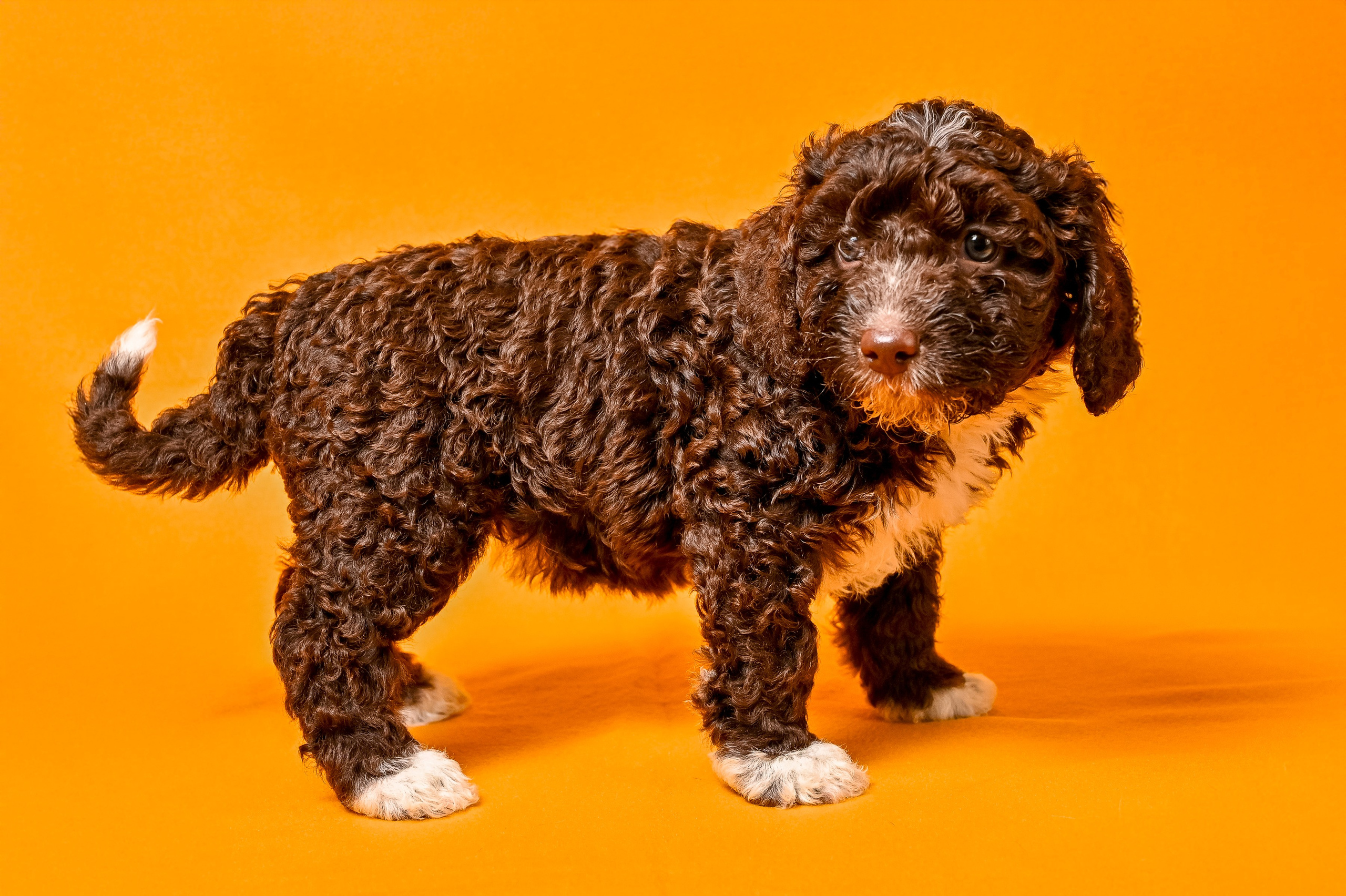 Питомцы. Интерьерный фотограф. Фото- видеосъемка недвижимости Санкт-Петербург