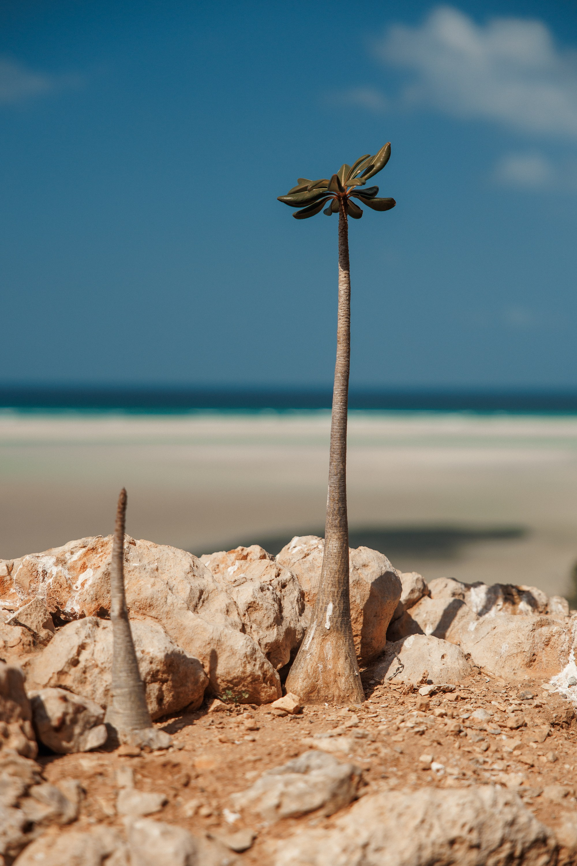Socotra