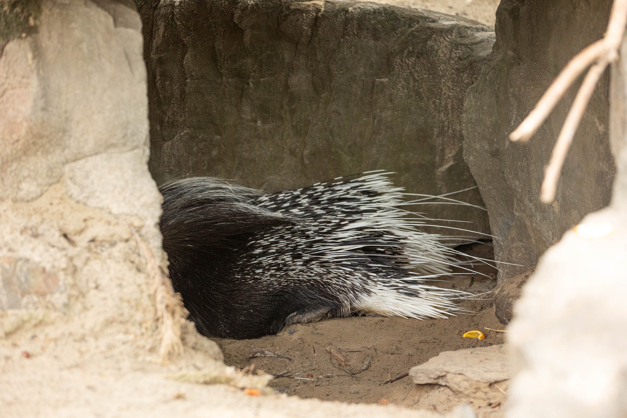 Зоопарк Малинки. Фотограф-АниМалист Анна Абрамова