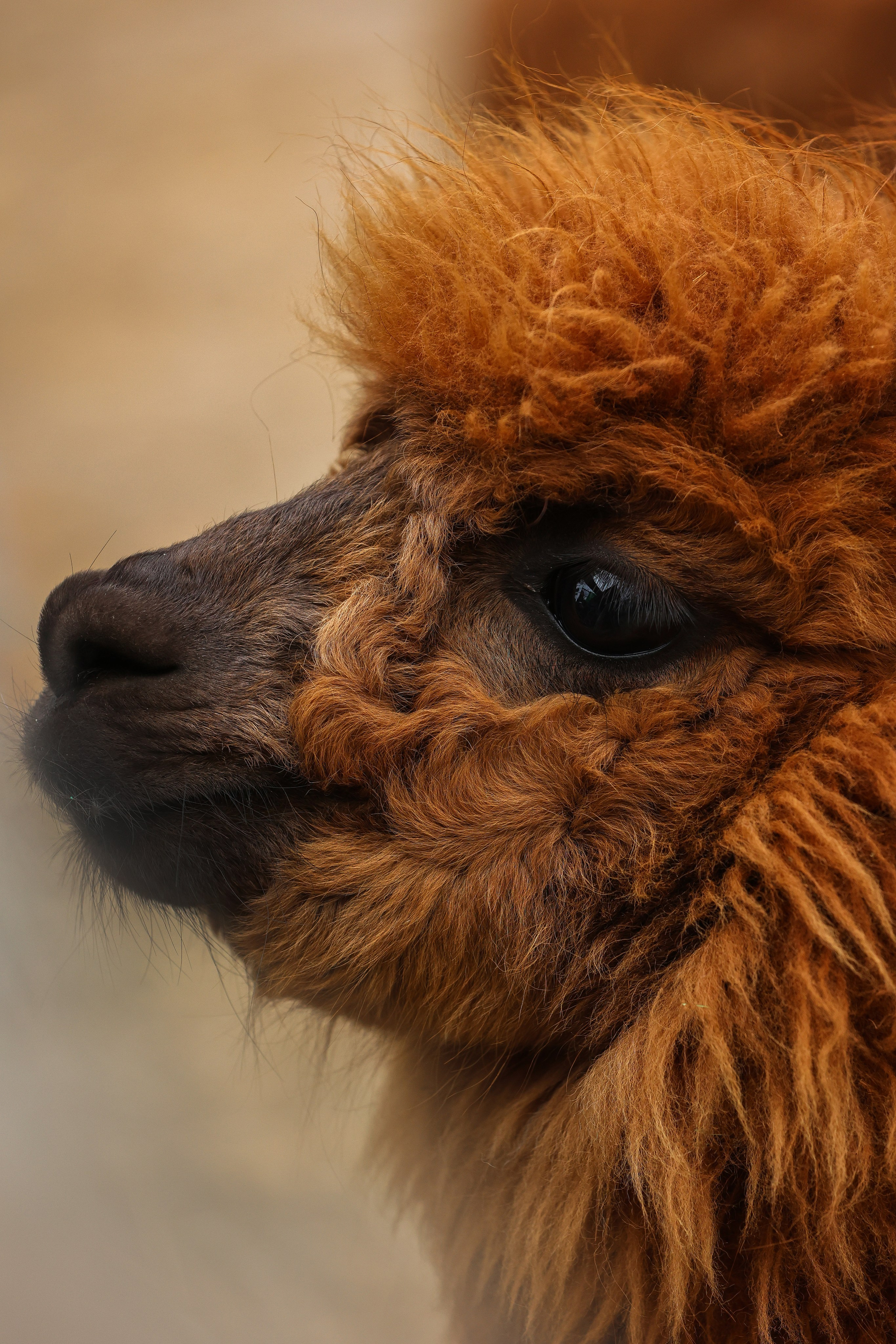 Зоопарк Малинки. Фотограф-АниМалист Анна Абрамова