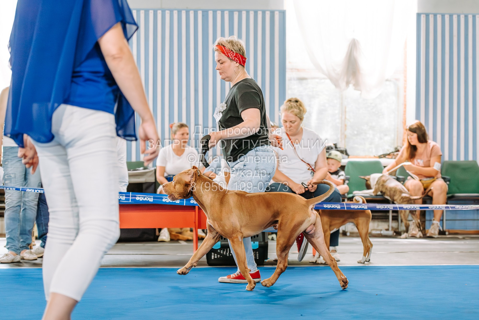 Национальная выставка собак всех пород ранга САС-IKU «Кубок Красноярск. Фотограф Диана Оленина Красноярск / Братск
