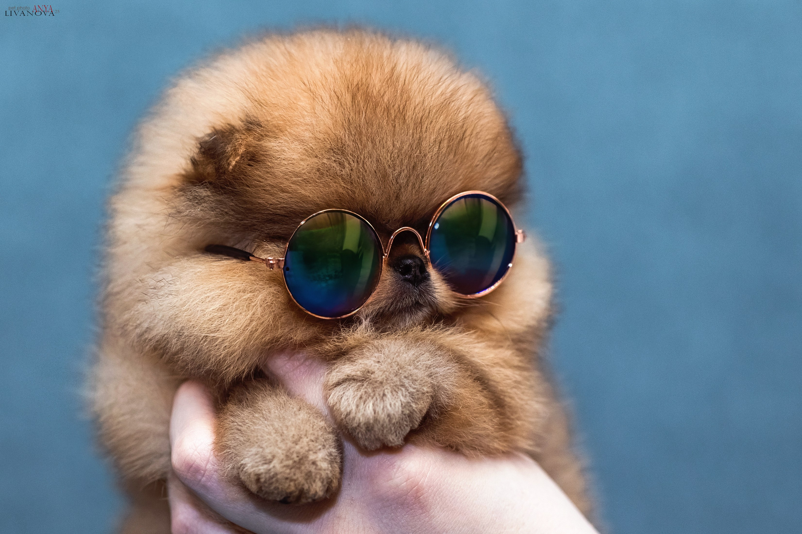 Шпицы. Фотограф анималист Аня Ливанова | Рыбинск