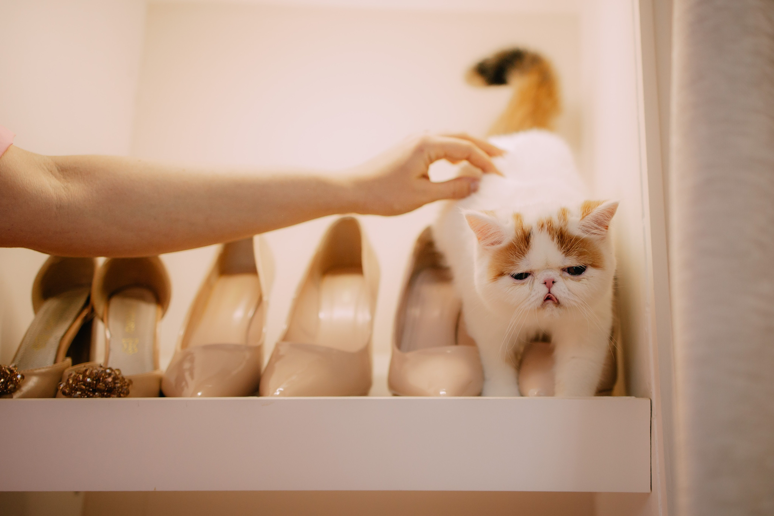 Султан, Мэй Мэй и Шанталь и их семья