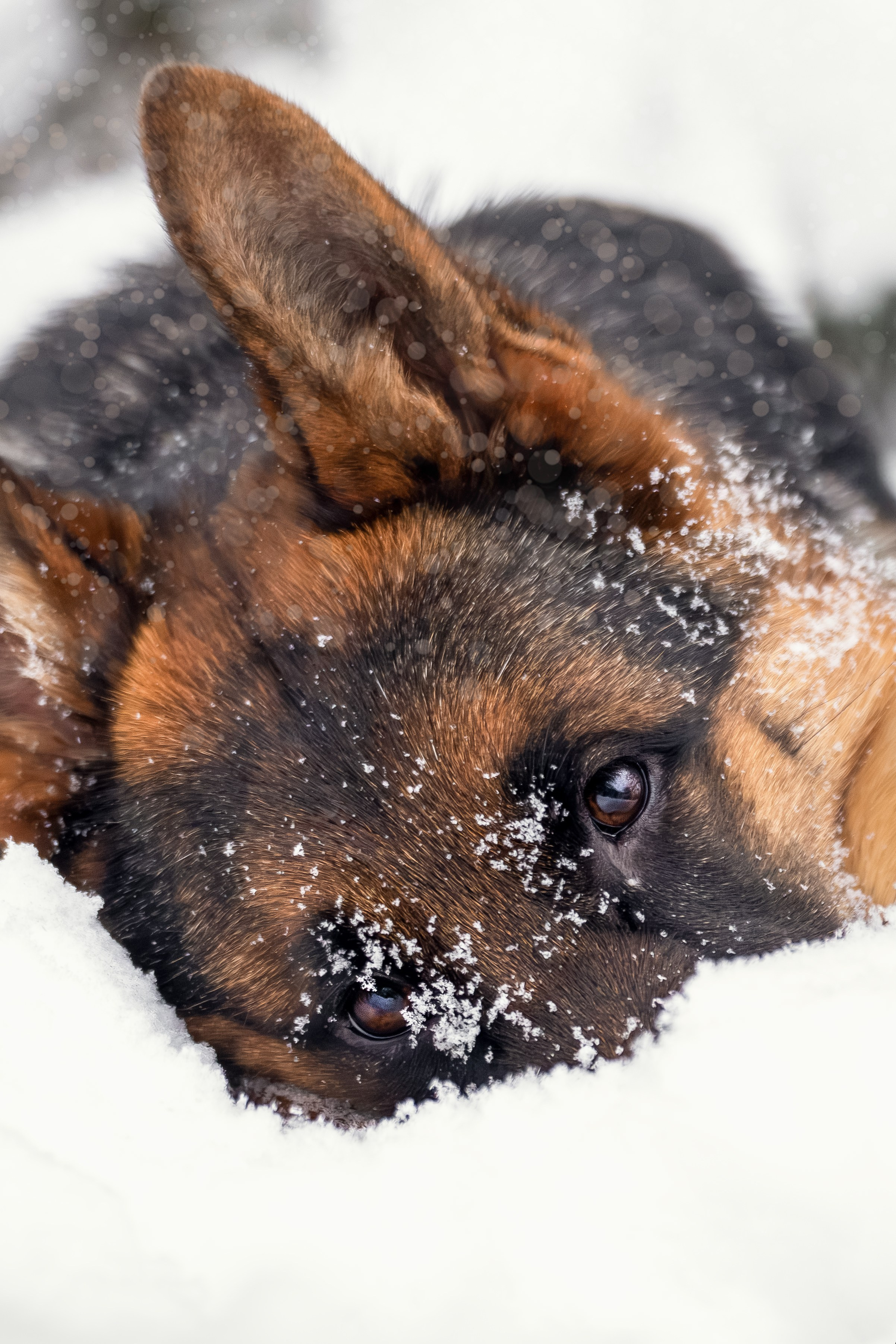 Собаки. Фотограф-анималист Нижний Новгород