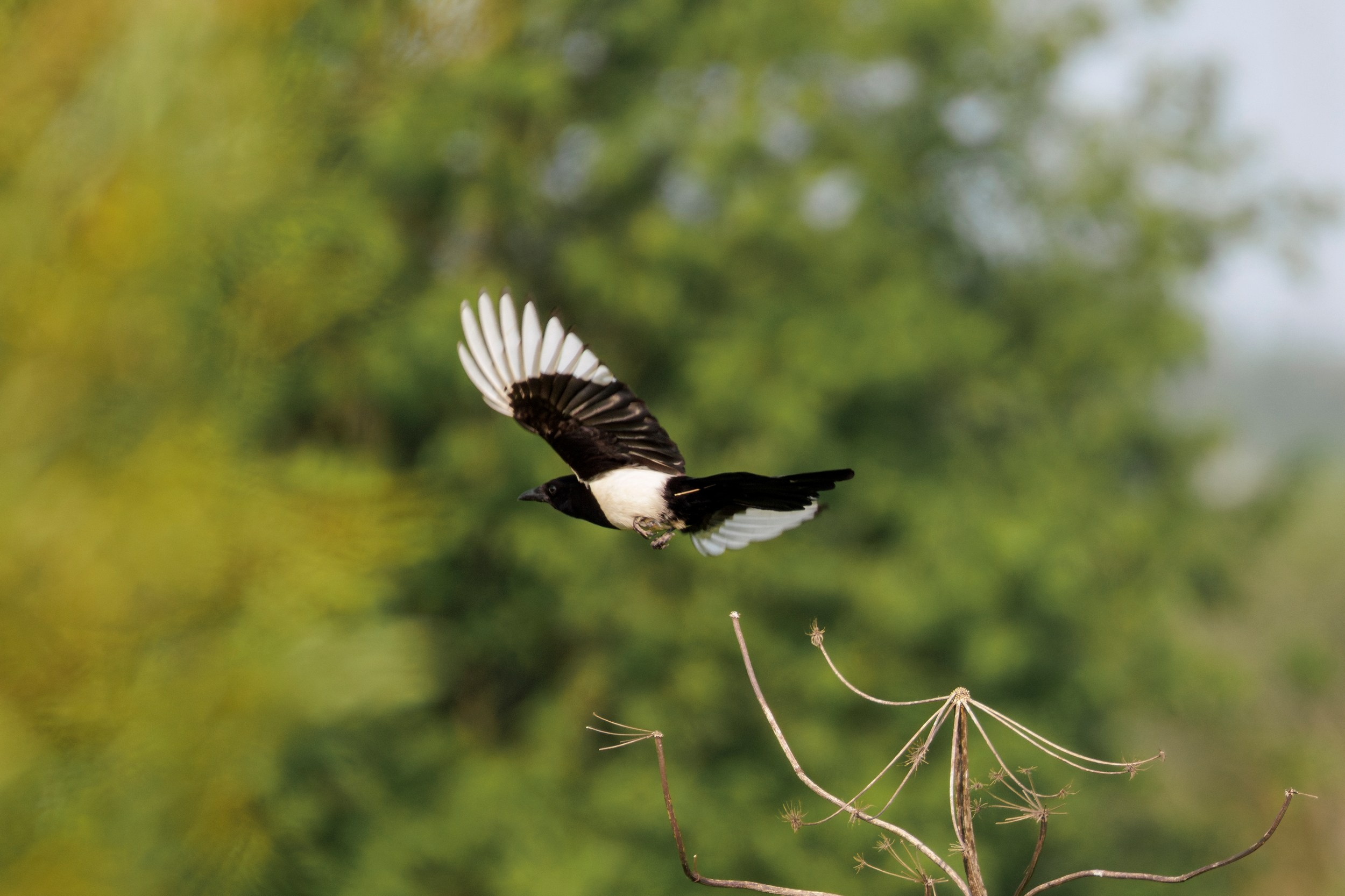 Фотографируем сороку в полете